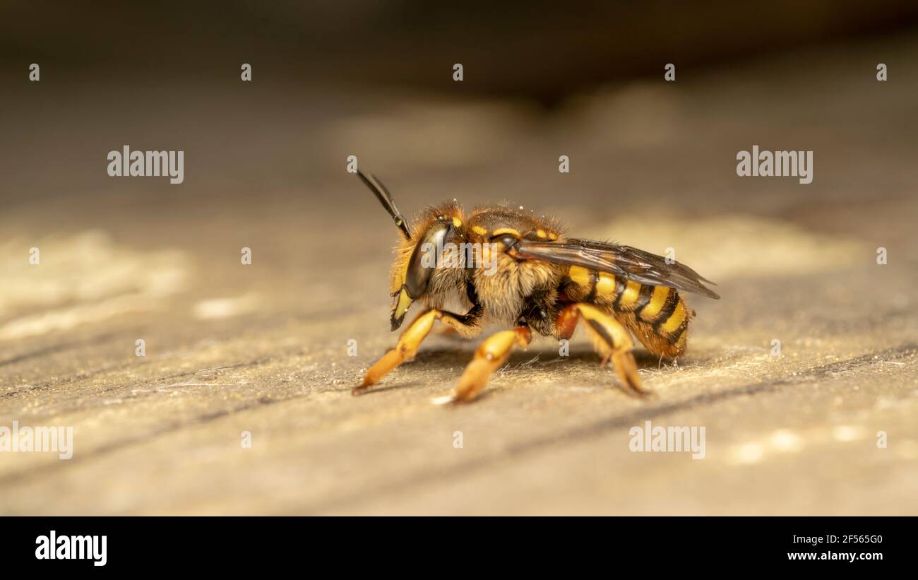 Ape europea di carder di lana (lat. Anthidium florentinum), è una specie di api appartenente alla famiglia dei Megachilidae Foto Stock