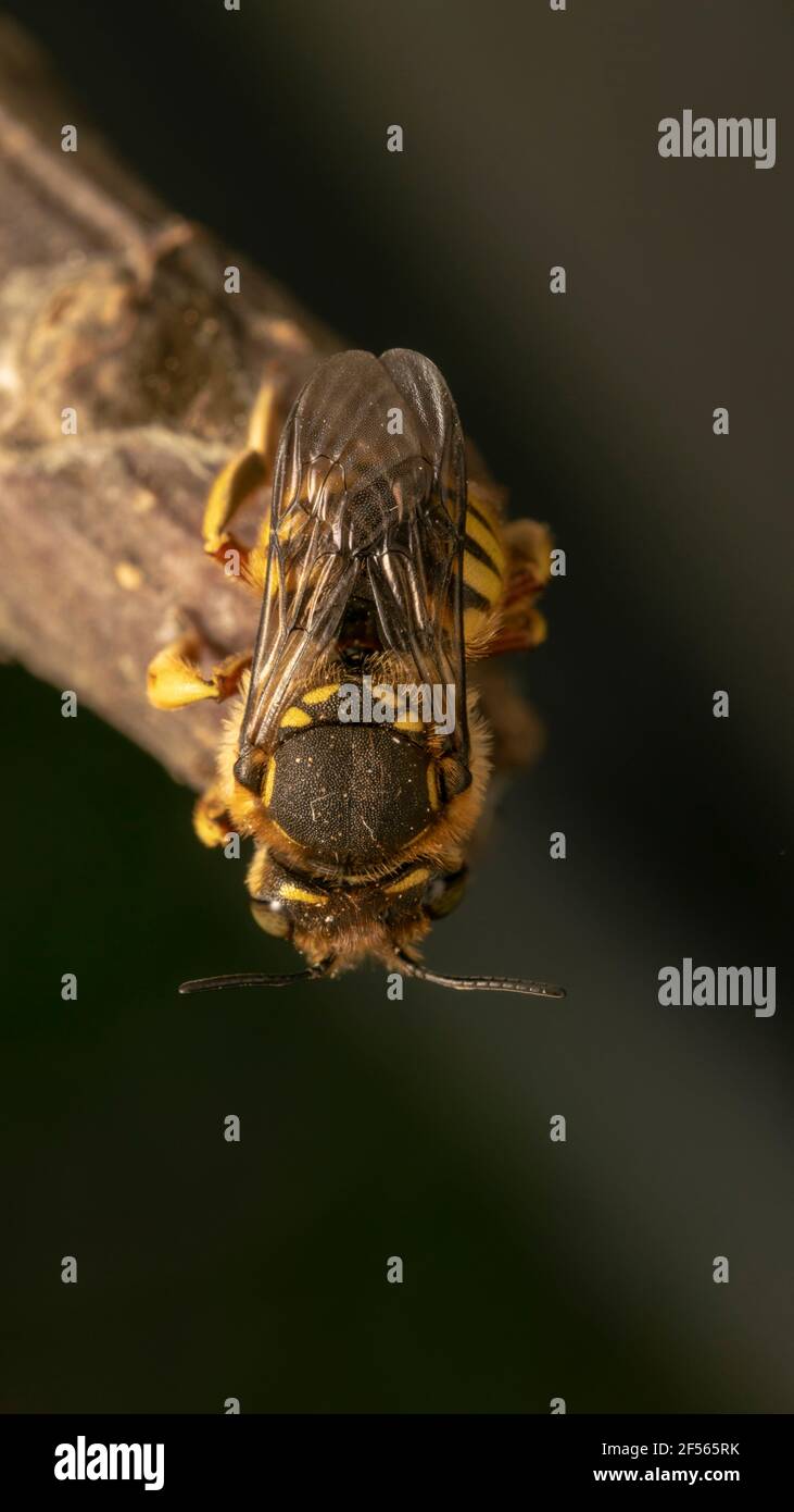 Ape europea di carder di lana (lat. Anthidium florentinum), è una specie di api appartenente alla famiglia dei Megachilidae Foto Stock