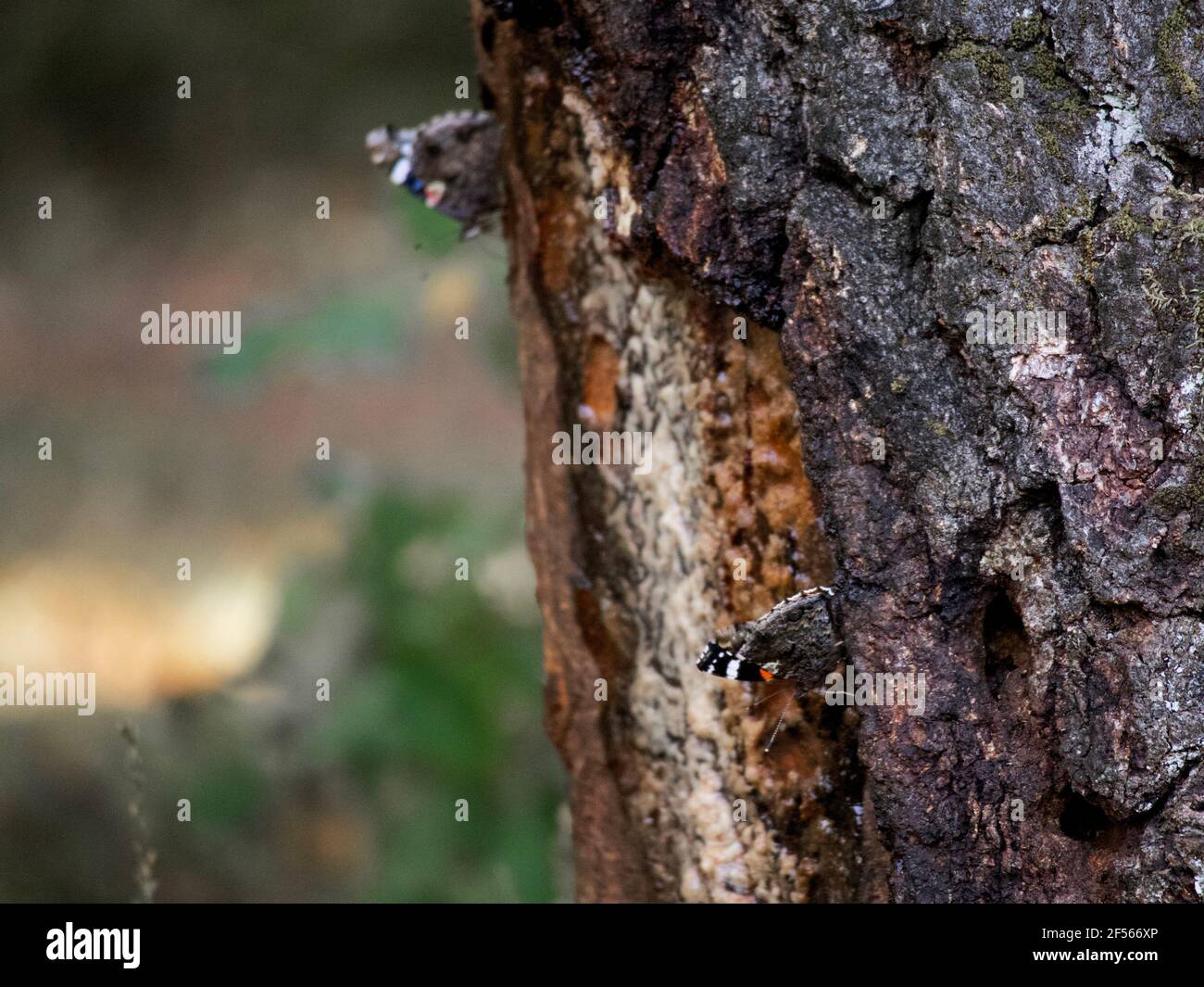 Due farfalle (ammiraglie rosse) si nutrono sulla quercia linfa in sole, pomeriggio d'autunno. Foto Stock