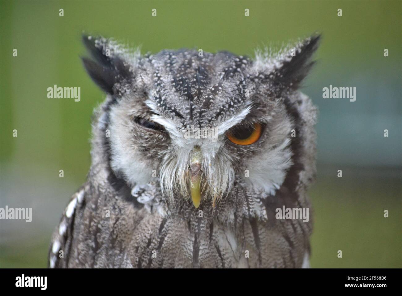 Verricello Gufo bianco - Ptilopsis - Gufo comico - Gufo Ritratto - Owl divertente - uccello della preda - Paese Mostra - Regno Unito Foto Stock