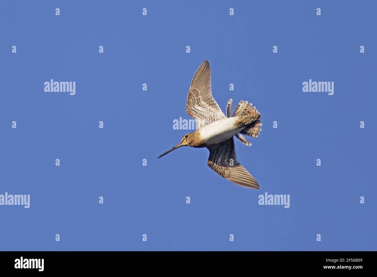 Snipe - Drumming in flightGallinago gallinago Lago Myvatn Islanda BI029015 Foto Stock