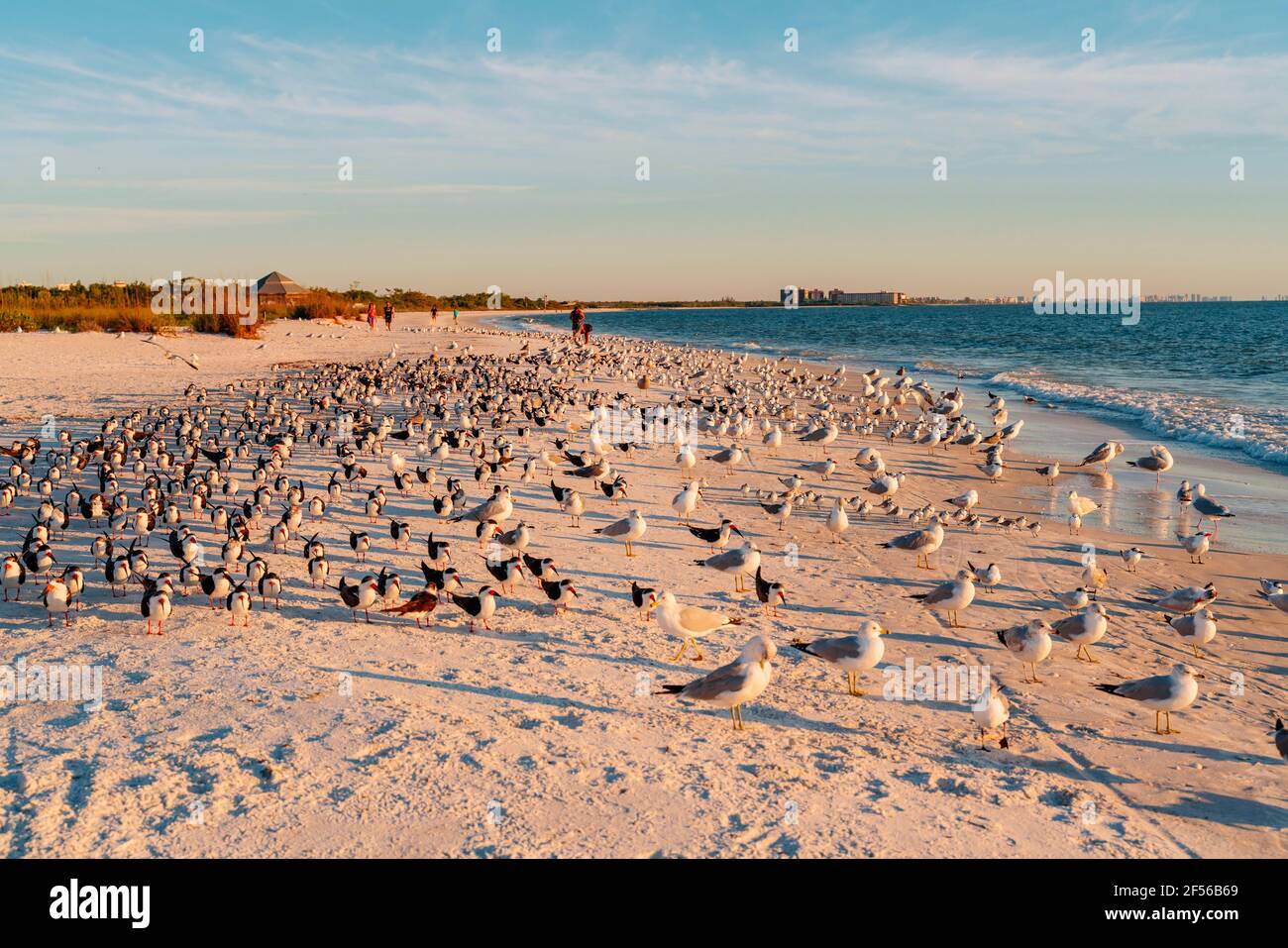 Gregge di uccelli alla spiaggia del Lovers Key state Park, Fort Myers, Florida, USA Foto Stock
