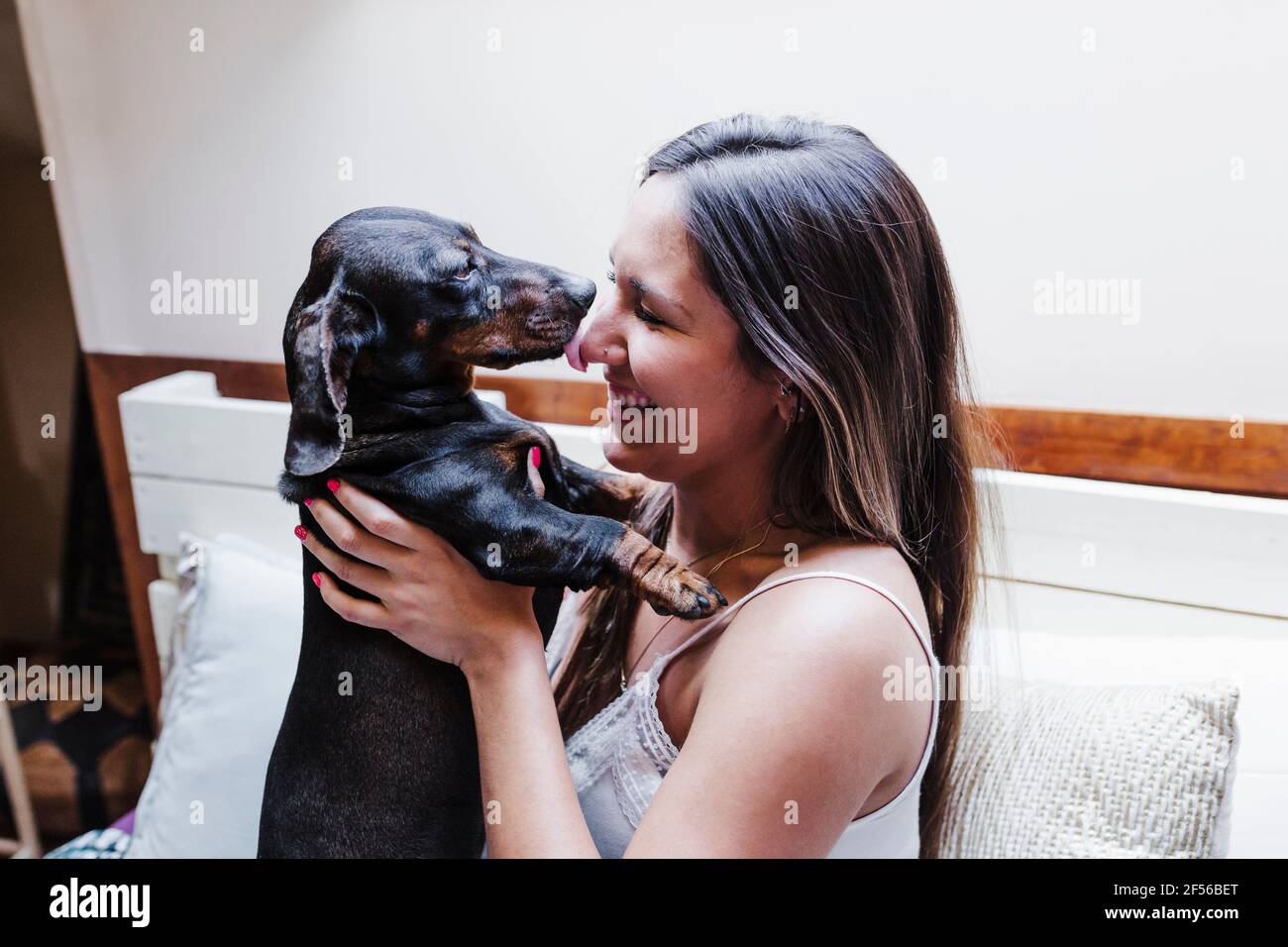 Dachshund cane leccando il naso della donna sul letto a casa Foto Stock