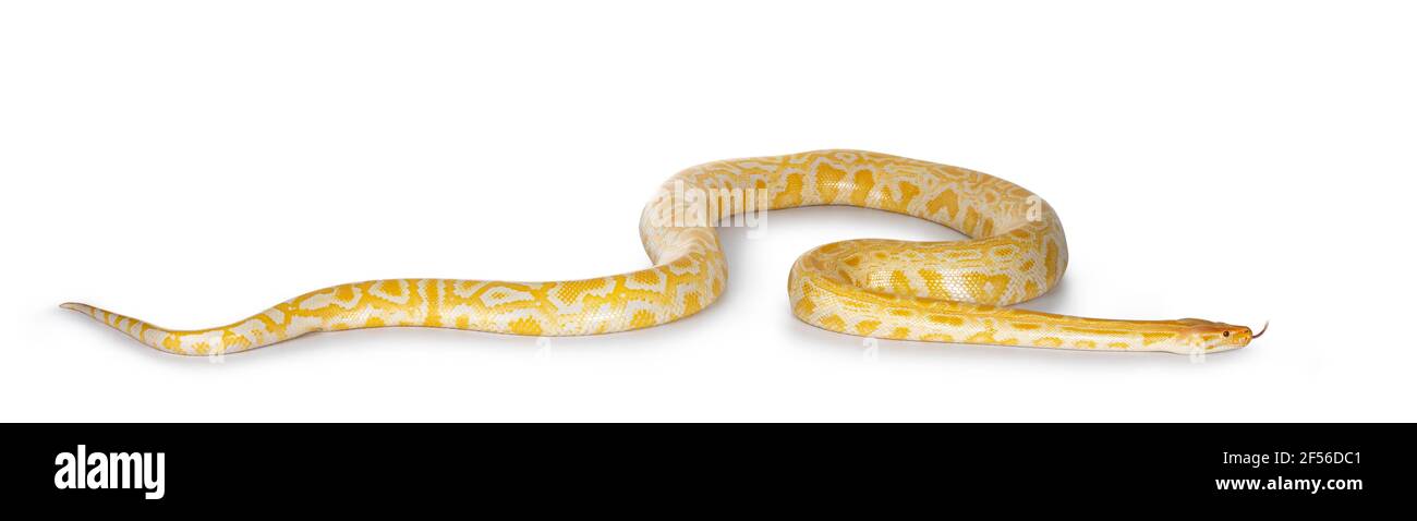 Giovane adulto birmano pitone aka Python bivittatus serpente in colore albino. Isolato su sfondo bianco. Foto Stock