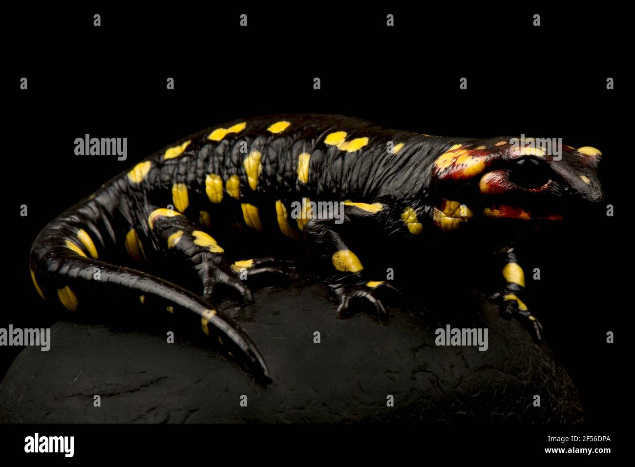 Salamandra portoghese (Salamandra salamandra gallaica) Foto Stock