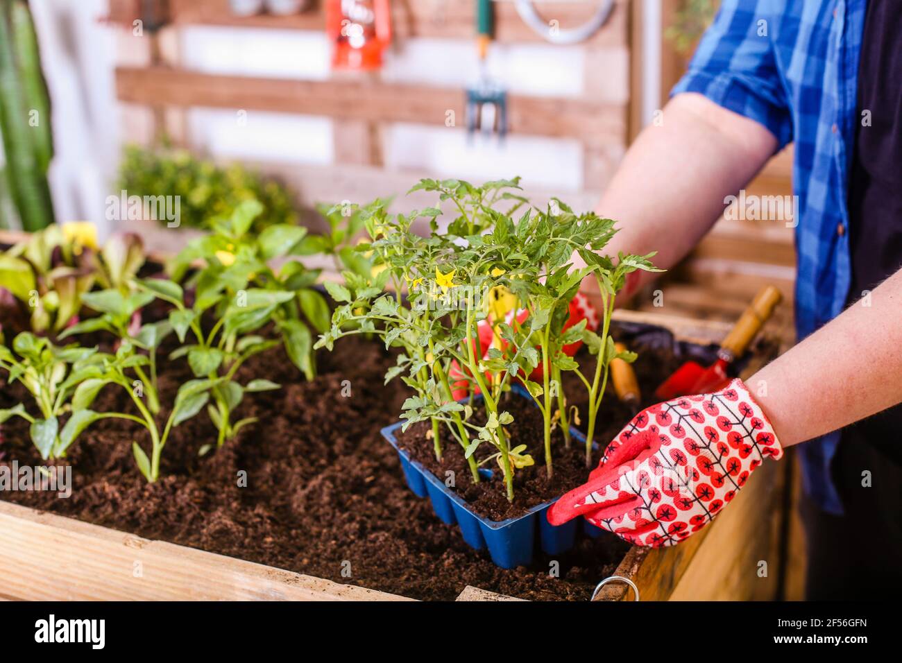 Giovane uomo che tiene un piccolo vassoio di piantine di pomodori su di lui giardino urbano Foto Stock