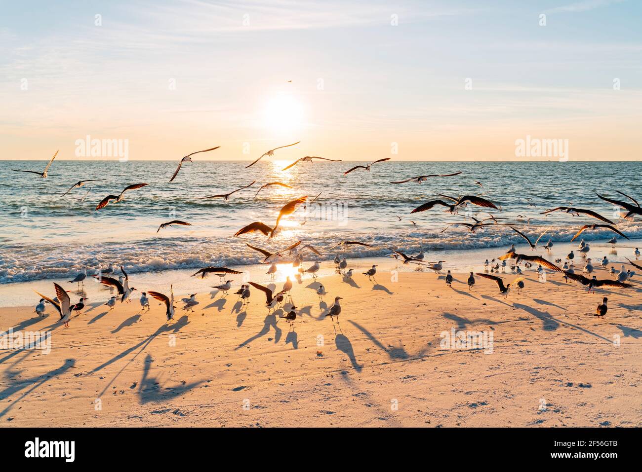 Gregge di uccelli alla spiaggia del Lovers Key state Park, con il sole che tramonta sullo sfondo, Fort Myers, Florida, USA Foto Stock