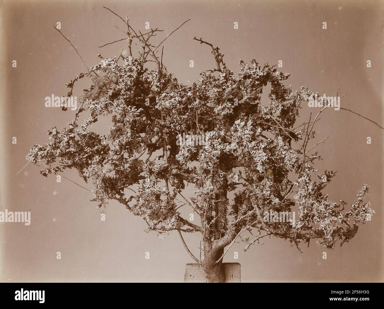 Con il lichene coperto di trenorno. . Foto Stock