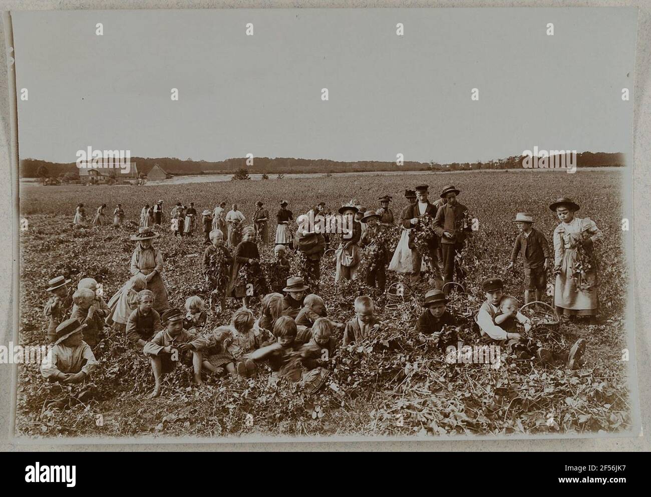 Donne e bambini lavorano in un campo di barbabietole da zucchero. . Foto Stock