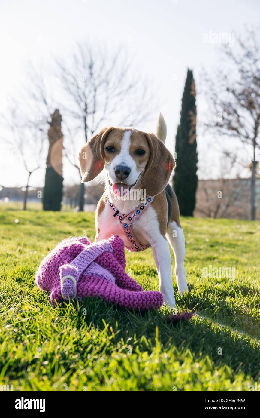 Carino cane in piedi su erba al parco Foto Stock