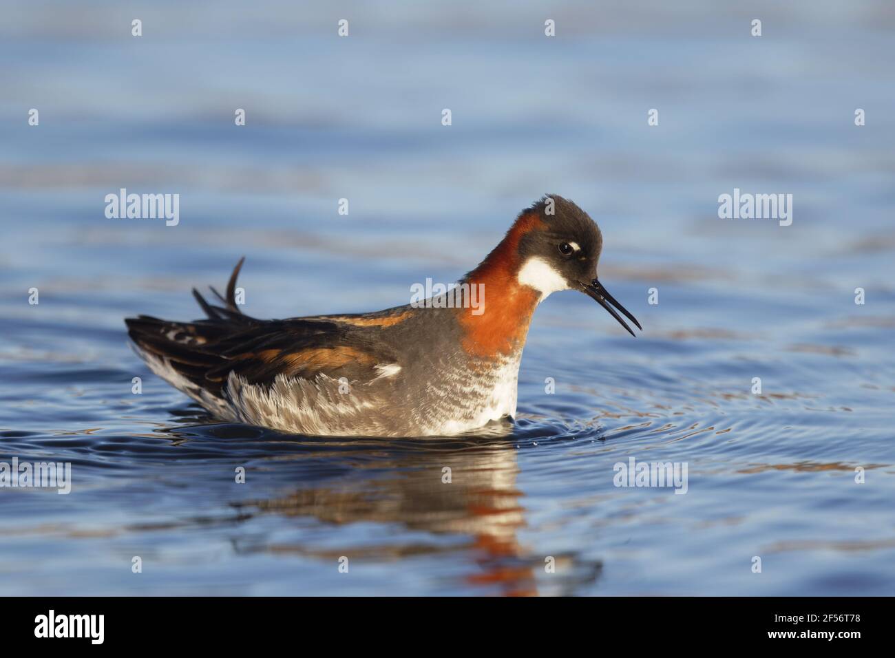 Falaropo a collo rosso - femalePhalaropus lobatus Lago Myvatn Islanda BI029125 Foto Stock