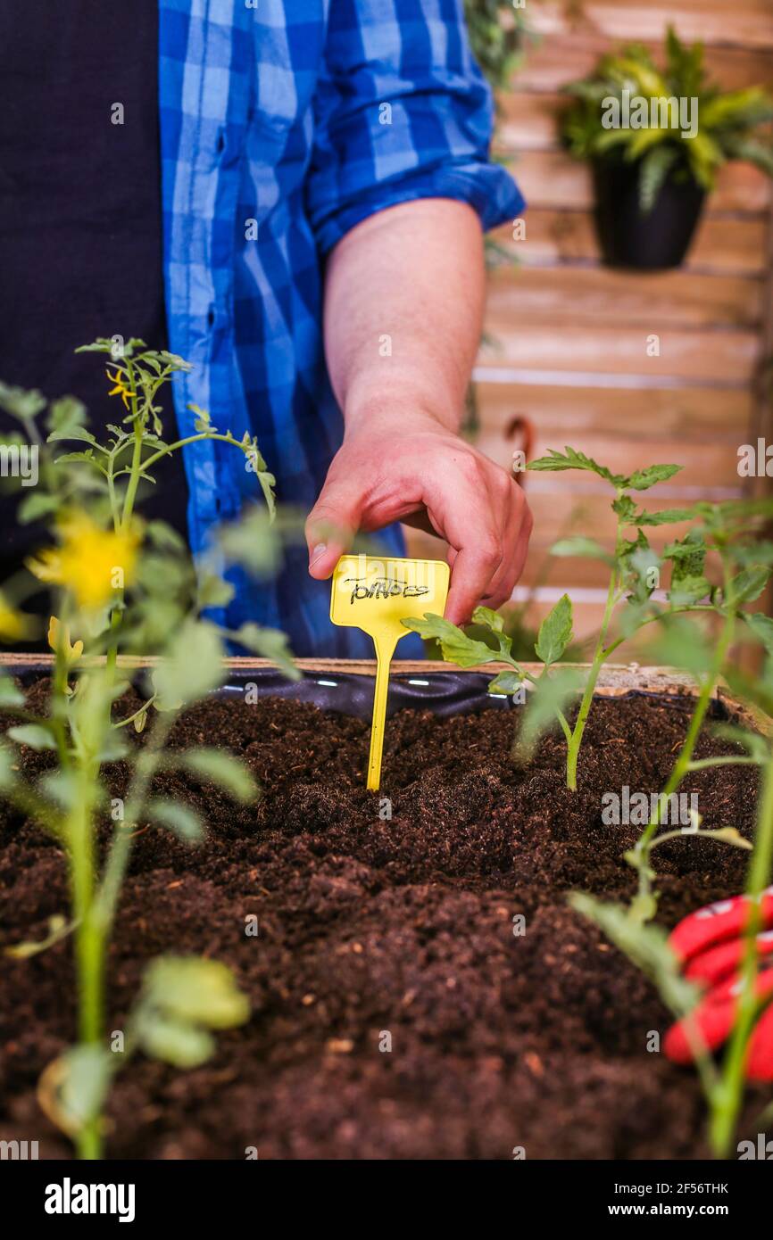 Giovane uomo che mette le etichette delle piante nel suo giardino urbano Foto Stock