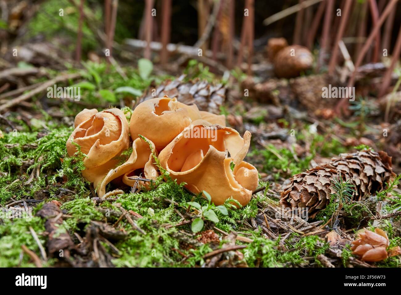 Otidea onotica - fungo commestibile. Fungo nell'ambiente naturale. Foto Stock