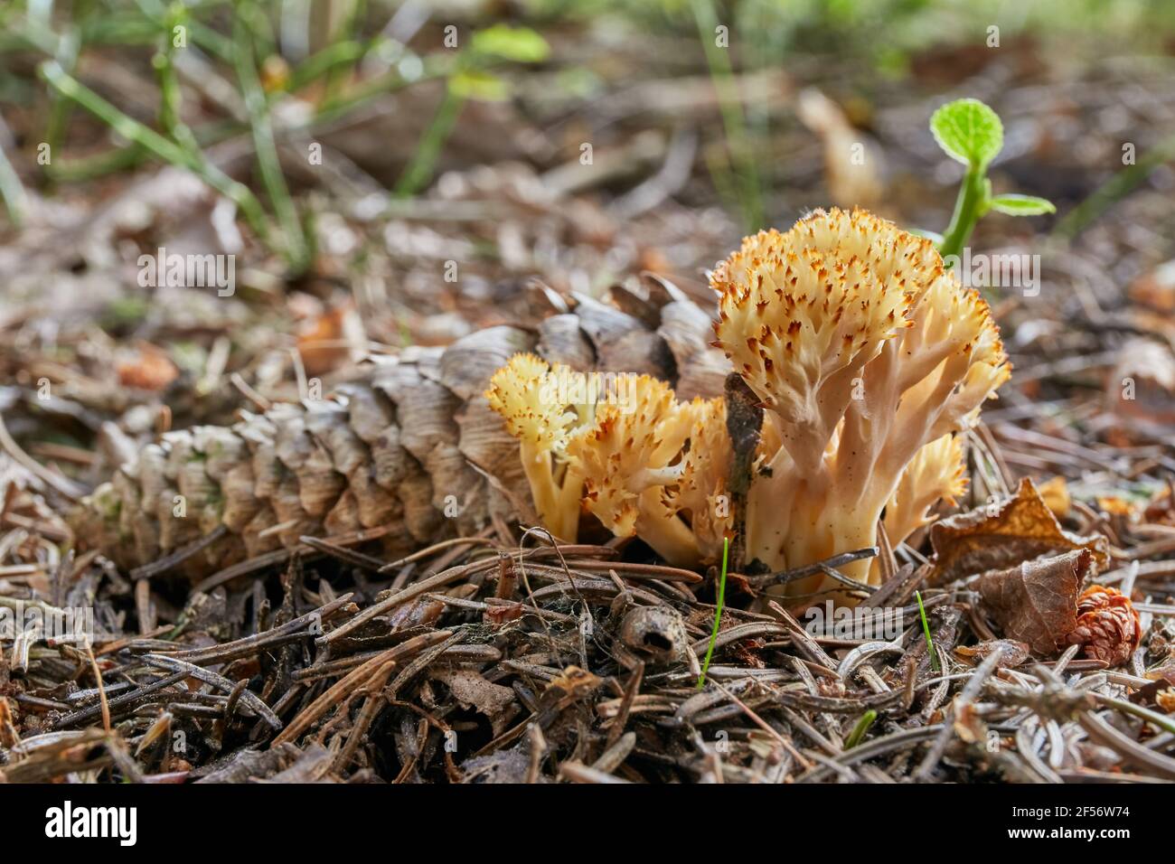 Clavulina coralloides - fungo commestibile. Fungo nell'ambiente naturale. Inglese: Fungo corallino bianco, fungo corallino crestato Foto Stock