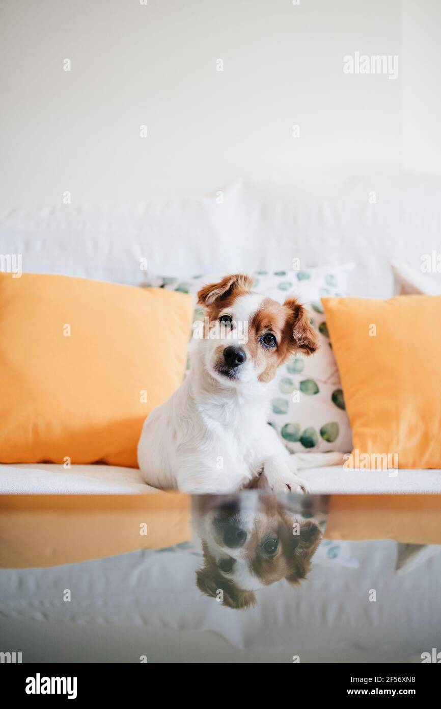 Cane fissando mentre si siede sul divano a casa Foto Stock