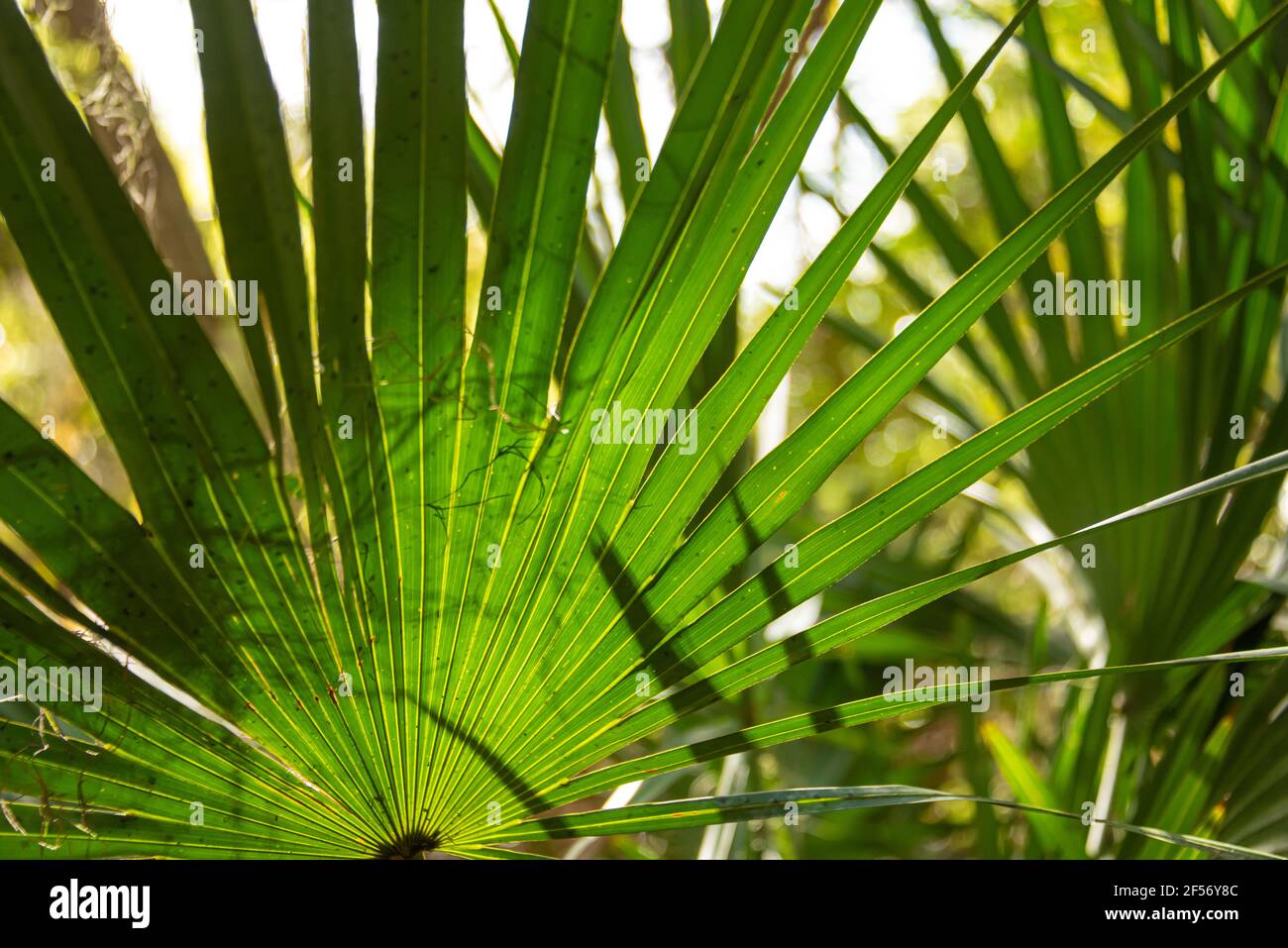 Controluce ha visto palmetto (Serenoa repens) lungo lo Spanish Pond Trail nella Timucuan Ecological and Historic Preserve Jacksonville, Florida. Foto Stock