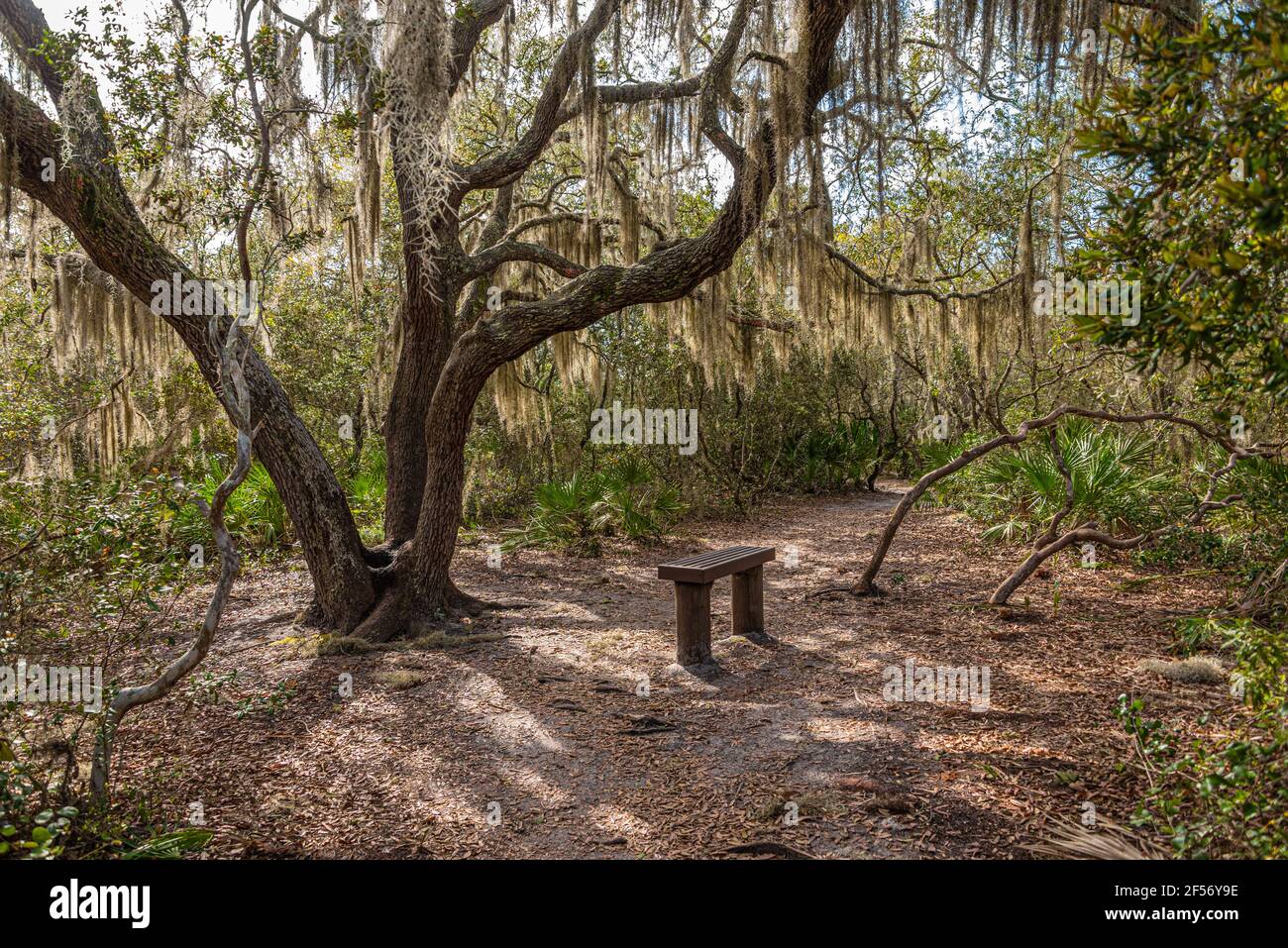 Area di riposo con panca in legno lungo il Sentiero spagnolo del laghetto nella Riserva ecologica e storica di Timucuan a Jacksonville, Florida. (STATI UNITI) Foto Stock