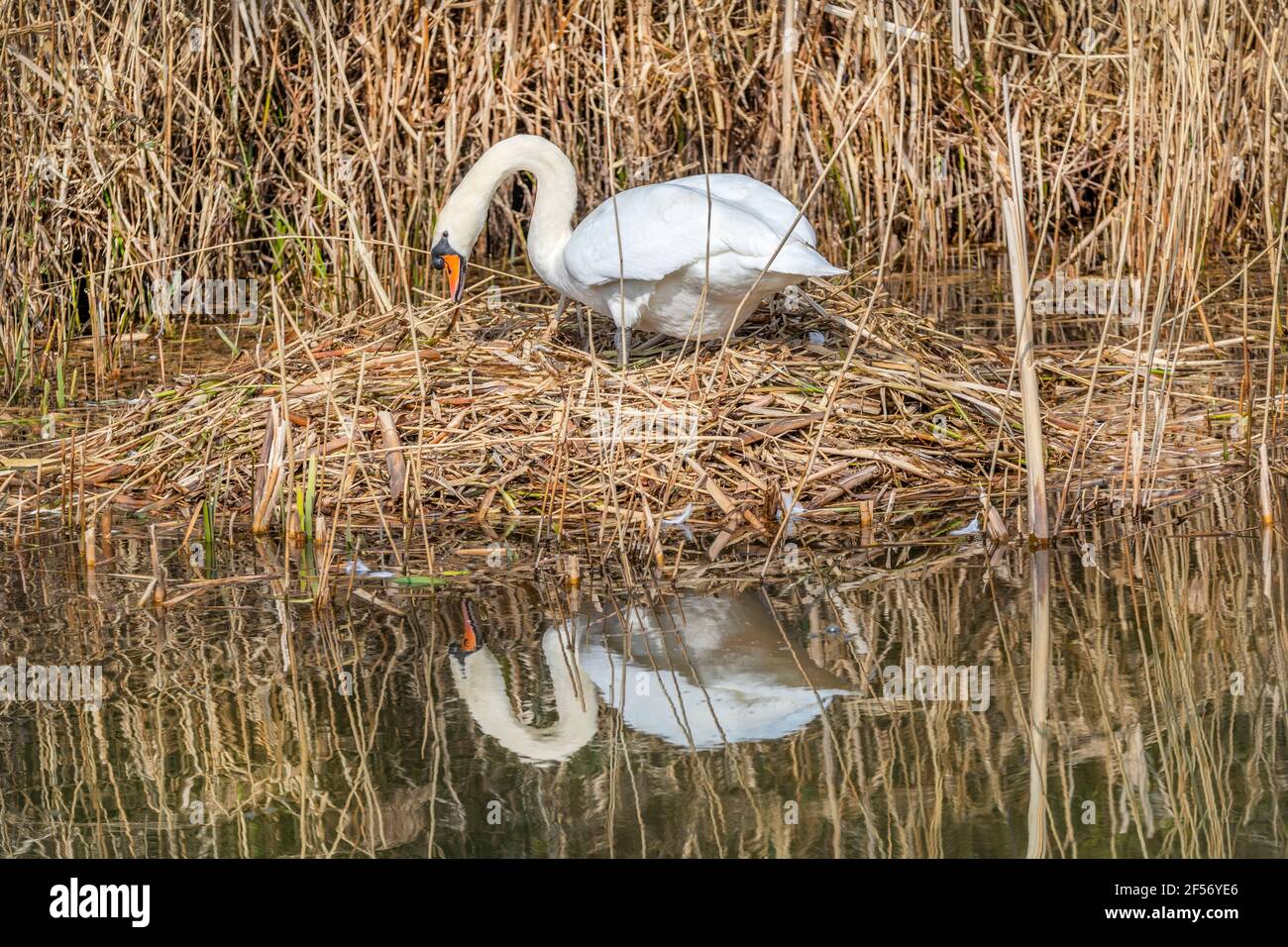 Un cigno della penna che ripara il suo nido su un lato del canale. Foto Stock