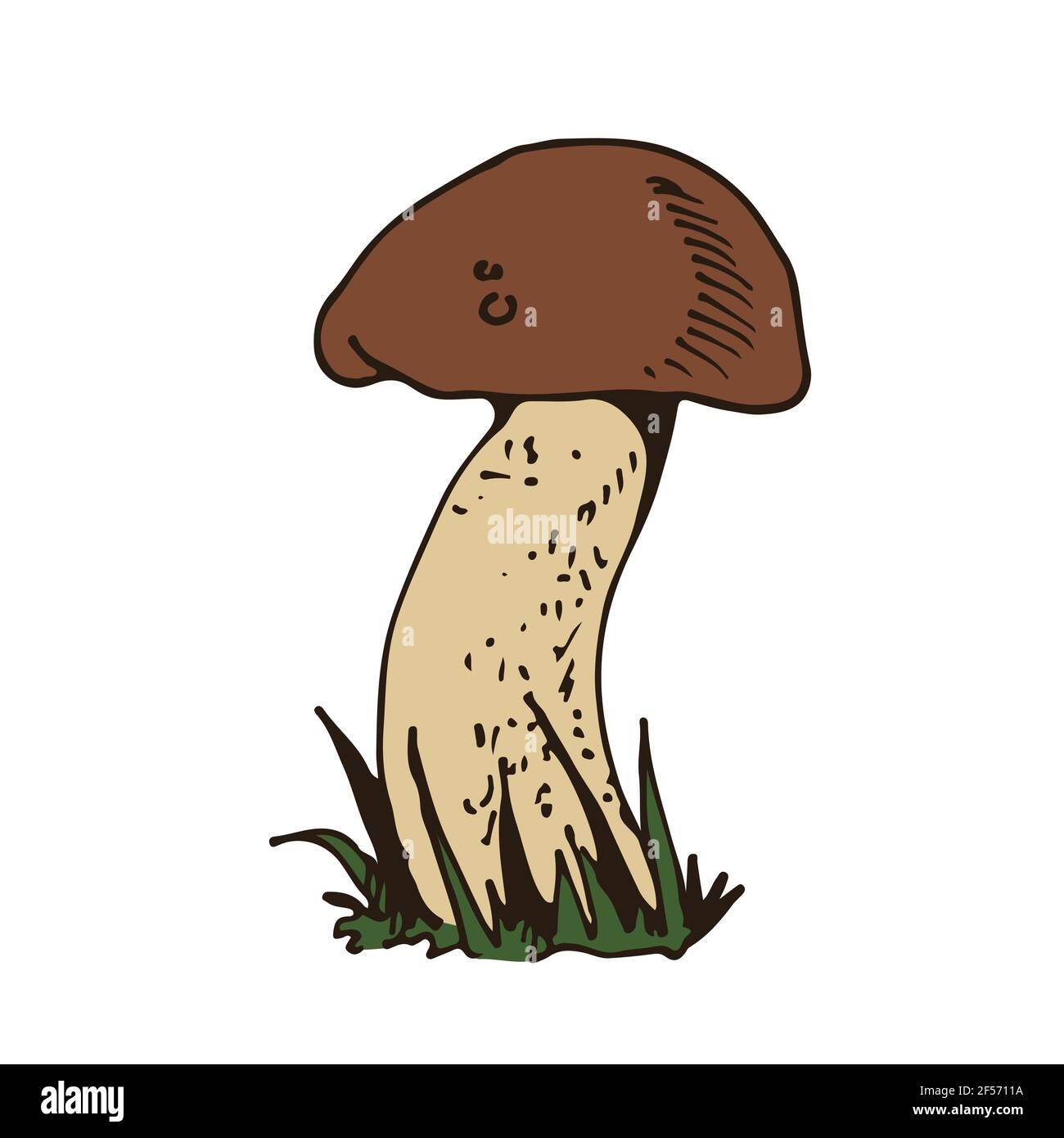Fungo di foresta, vettore disegnati a mano Porcino, Porcini, fungo natura disegno isolato su sfondo bianco Illustrazione Vettoriale