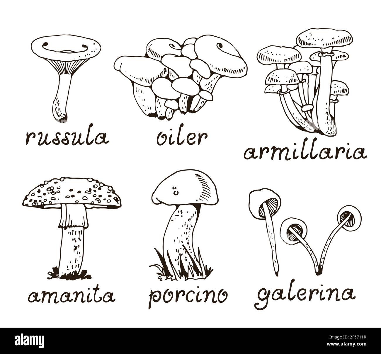 Foresta mushooms insieme vettoriale, raccolta natura fungo isolato su sfondo bianco Illustrazione Vettoriale