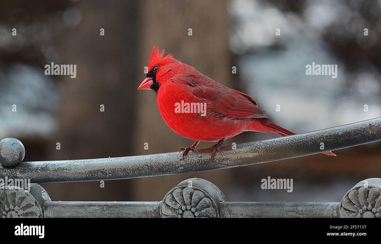 Si tratta di un cardinale maschile settentrionale (Cardinalis cardinalis), un uccello del genere Cardinalis; è anche conosciuto colloquialmente come redbird, cardinale comune, cardinale rosso, o solo cardinale (che era il suo nome prima del 1985). Si trova nel Canada sudorientale, attraverso gli Stati Uniti orientali dal Maine al Minnesota al Texas, e a sud attraverso il Messico, il Belize e il Guatemala. È anche una specie introdotta in alcune località come le Bermuda e le Hawaii. Il suo habitat comprende boschi, giardini, arbusti e zone umide. Foto Stock