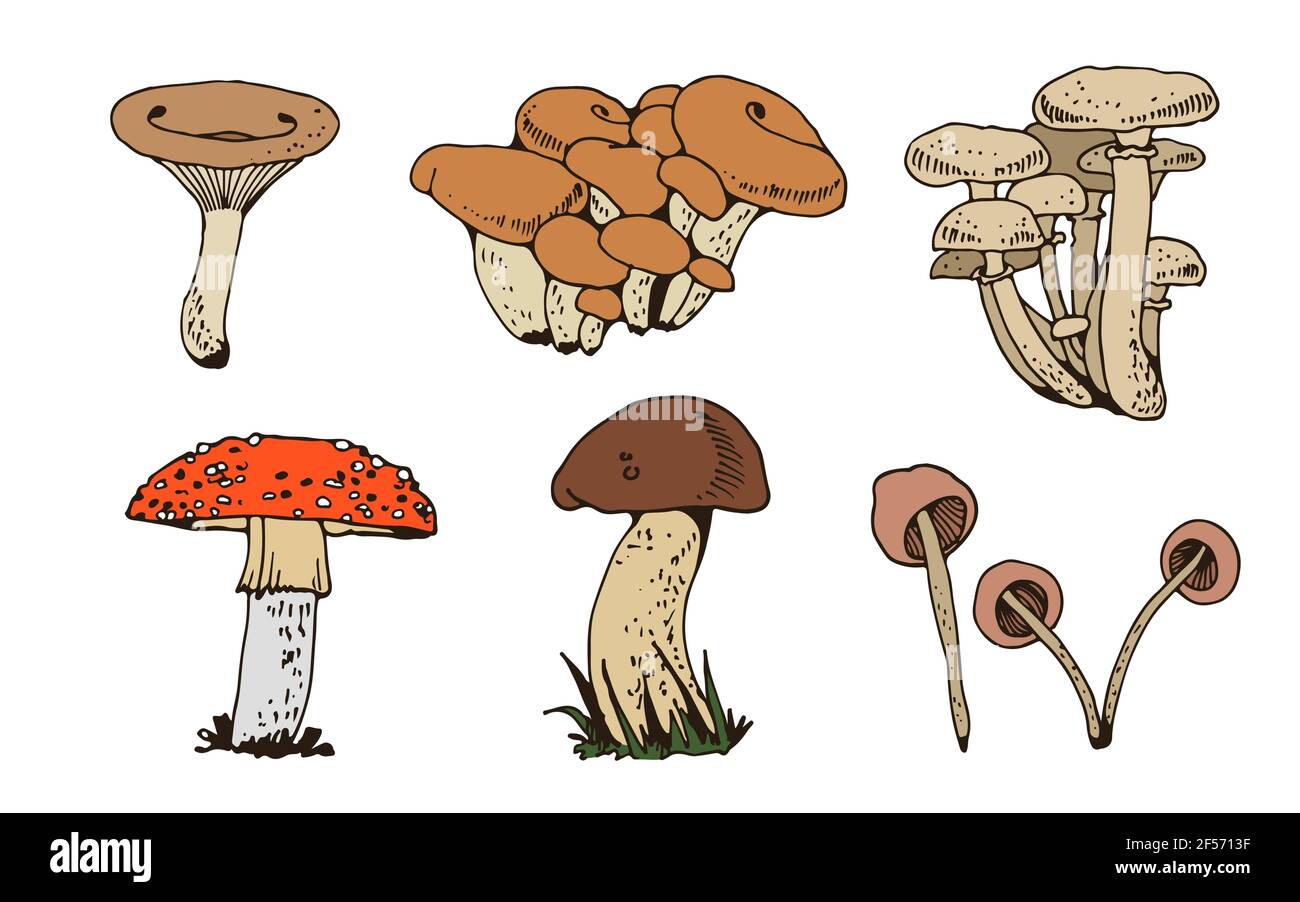 Foresta mushooms insieme vettoriale, raccolta natura fungo isolato su sfondo bianco Illustrazione Vettoriale