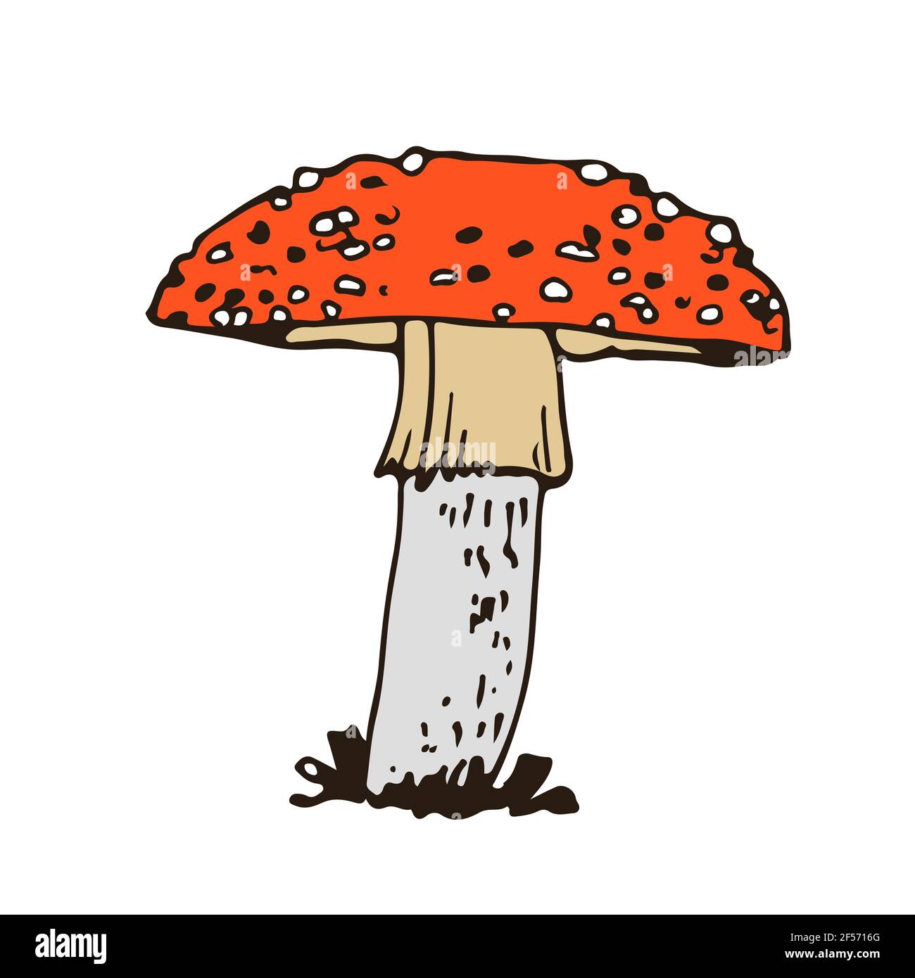 Foresta fungo velenoso, vettore mano disegnata Amanita muscaria, fungo isolato su sfondo bianco Illustrazione Vettoriale