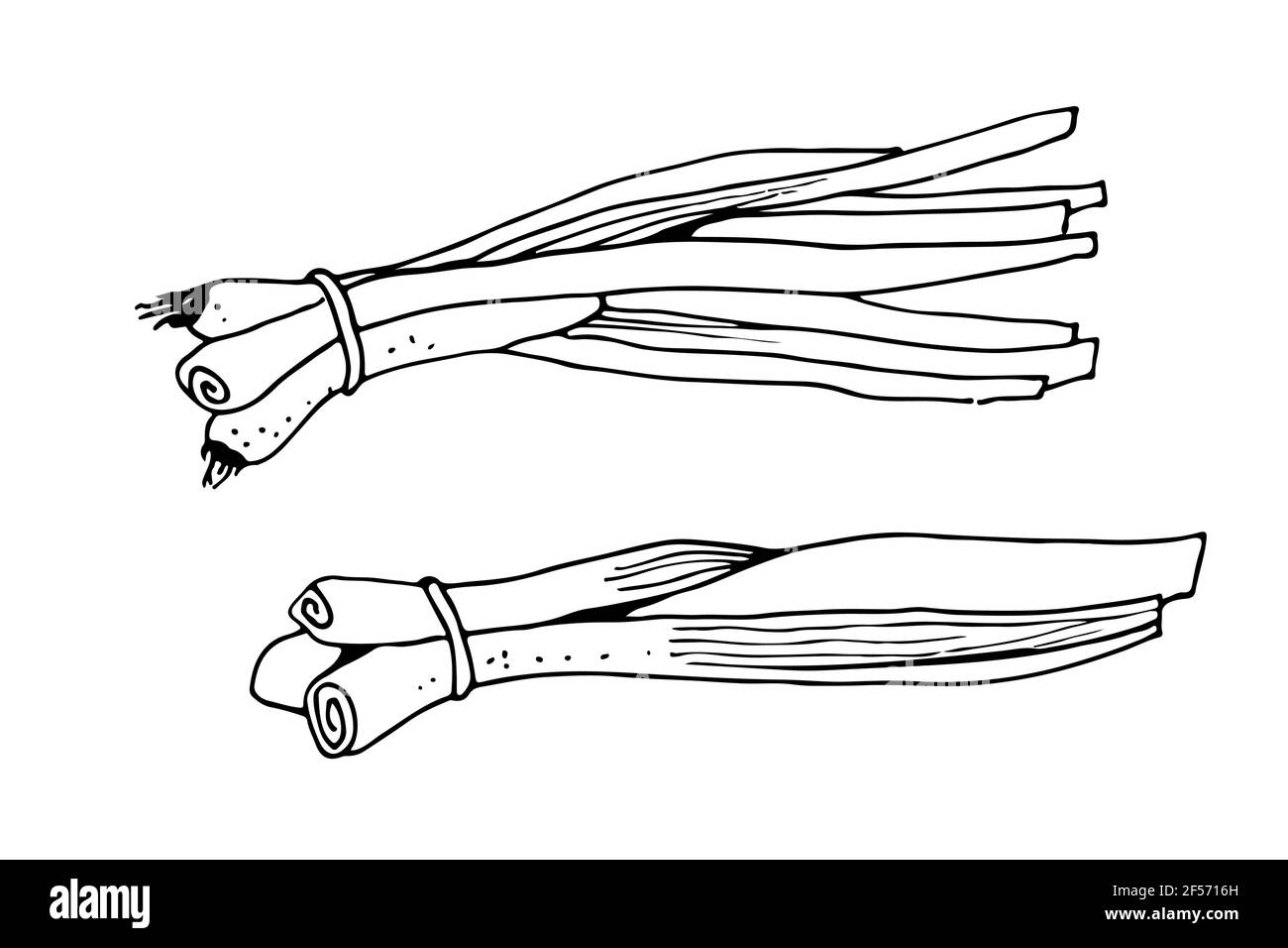 Cipolle verdi illustrazione vettoriale, erbe disegno a mano schizzo isolato su sfondo bianco Illustrazione Vettoriale