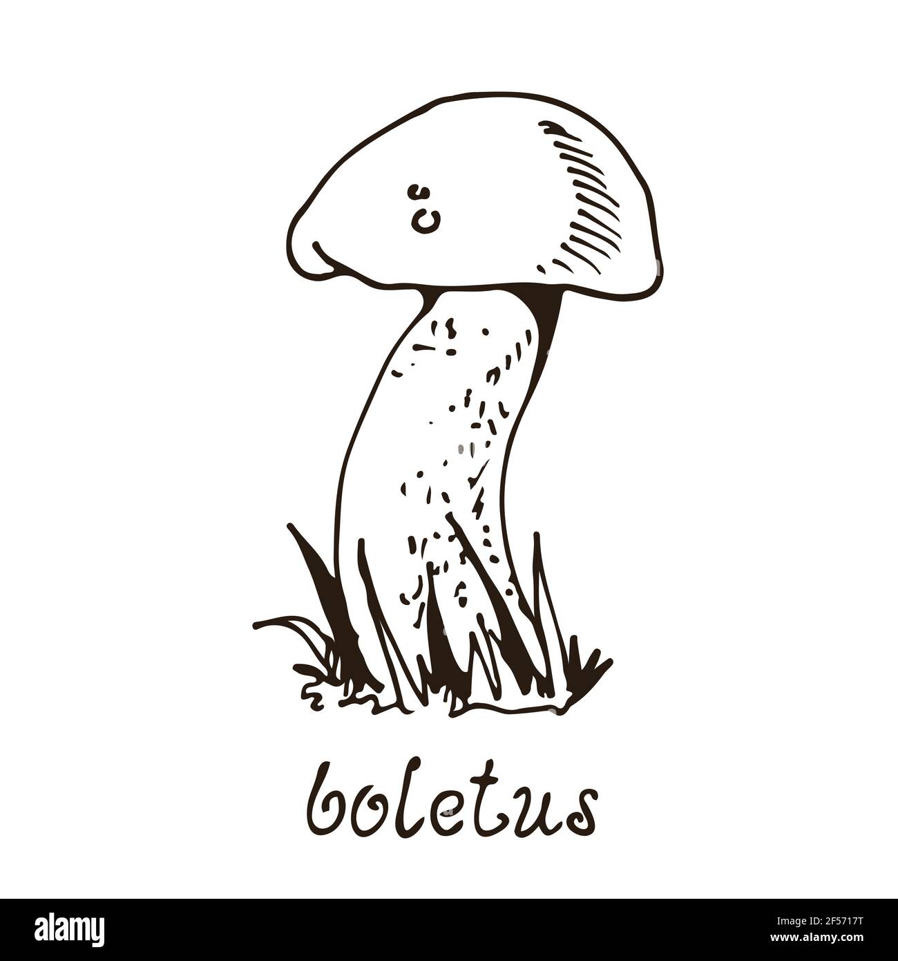 Fungo di foresta, Porcino disegnato a mano vettore, Porcini, natura fungo disegno isolato su sfondo bianco Illustrazione Vettoriale