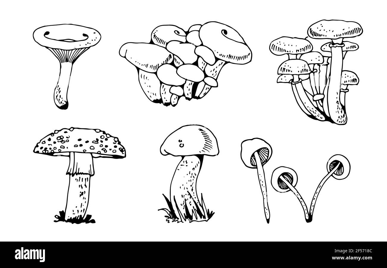 Foresta mushooms insieme vettoriale, raccolta natura fungo isolato su sfondo bianco Illustrazione Vettoriale