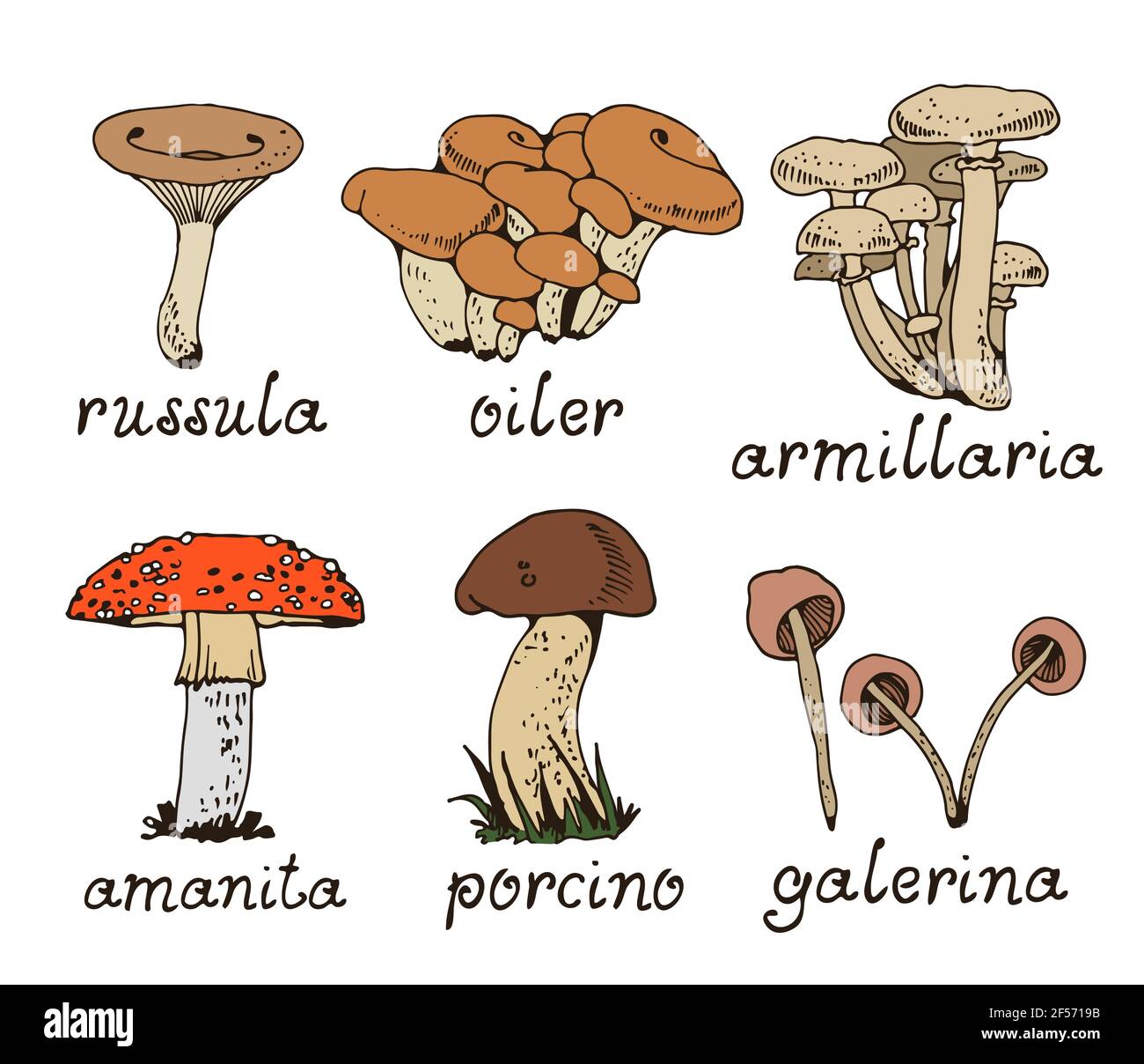 Foresta mushooms insieme vettoriale, raccolta natura fungo isolato su sfondo bianco Illustrazione Vettoriale