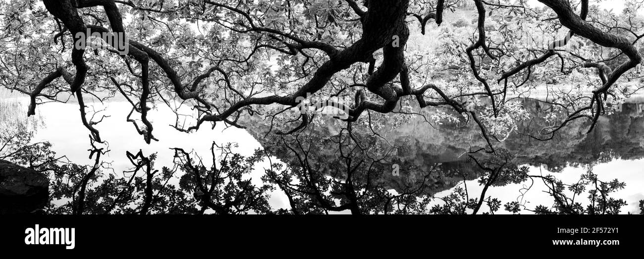 Panorama di un albero di quercia che si riflette in un lago in Bianco e nero Foto Stock