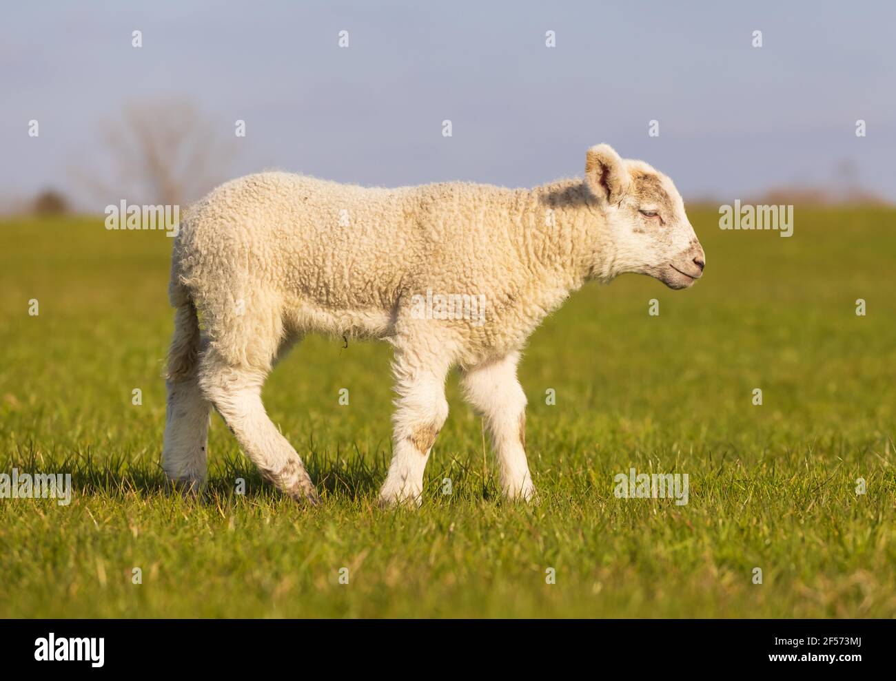 Agnello giovane in un campo. Hertfordshire. REGNO UNITO Foto Stock