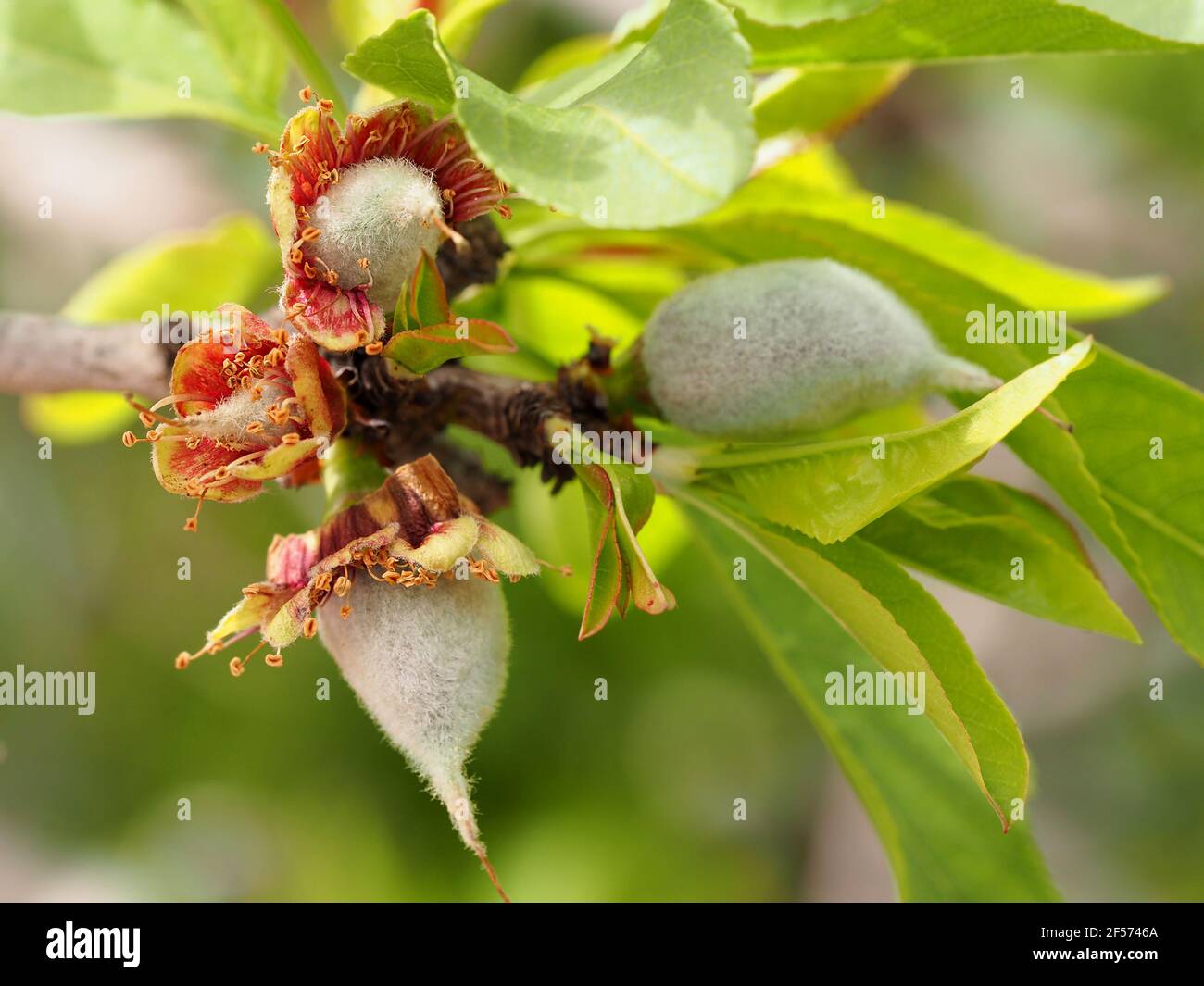 Le noci di mandorle appaiono sugli alberi di mandorle dopo la caduta delle fioriture. Scatto macro con sfondo sfocato. Foto Stock