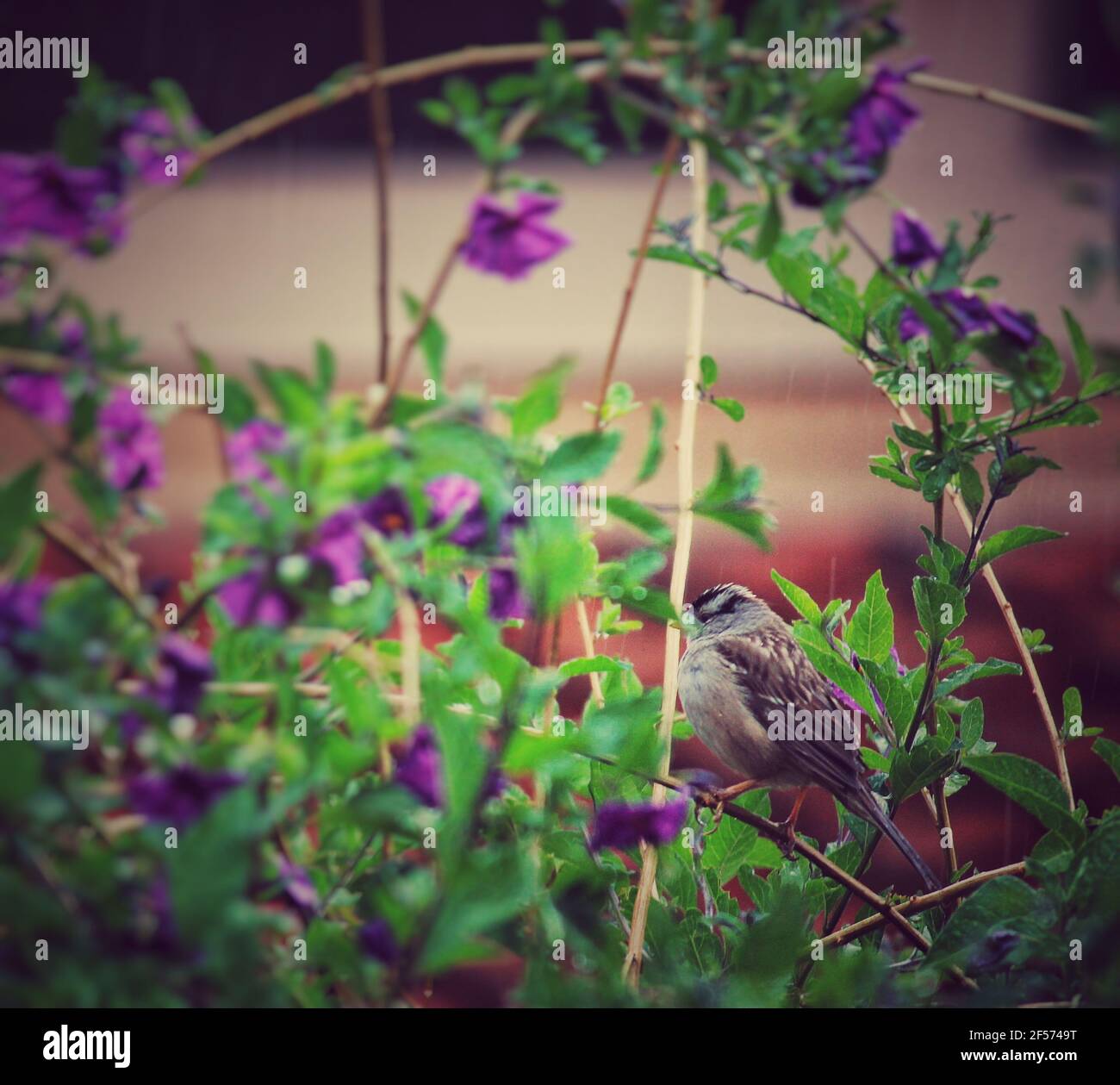 Un uccello in un cespuglio fiorito in una giornata piovosa Foto Stock