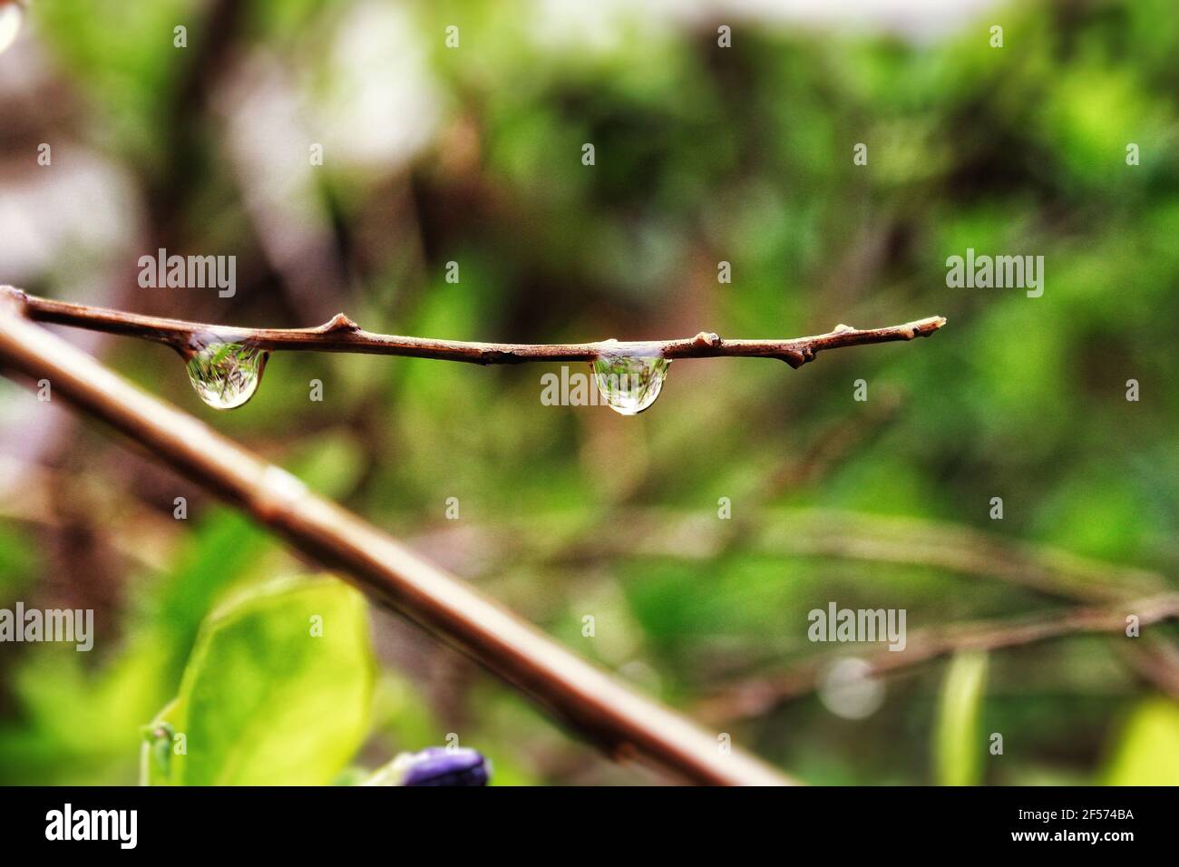 Primo piano di gocce di pioggia sulle piante Foto Stock