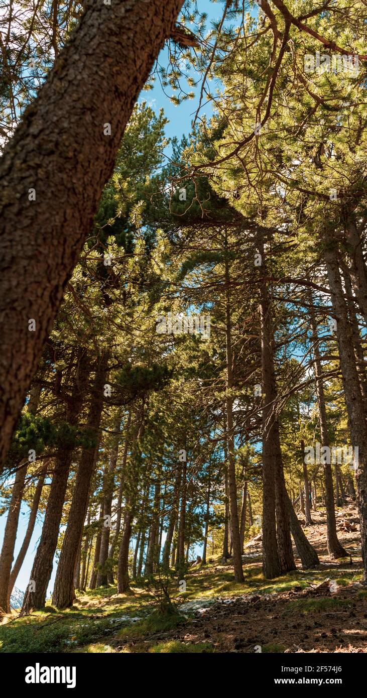 Verde e lussureggiante pineta nei Pirenei catalani di Andorra la Vella Foto Stock