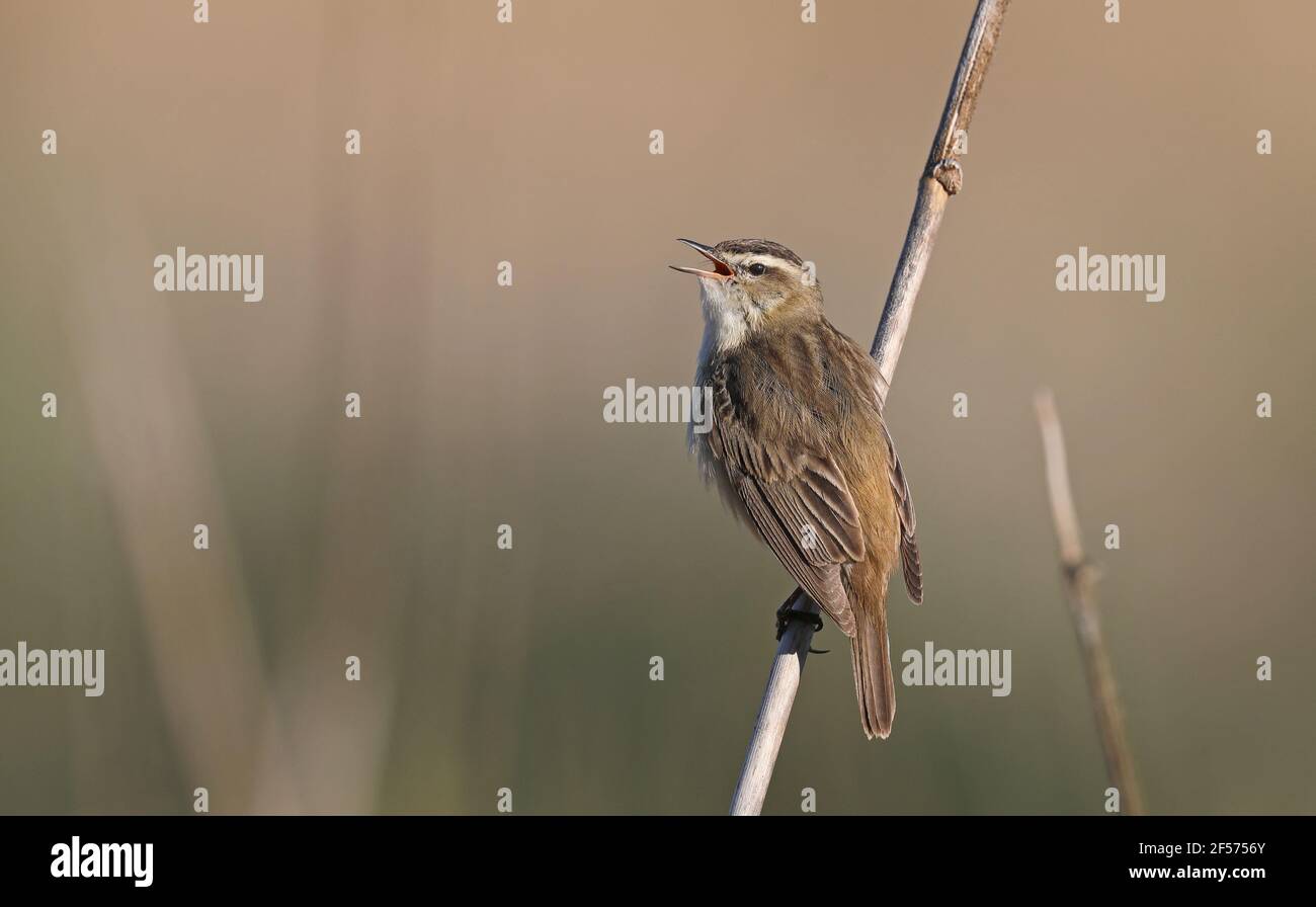 Sedge Warbler, cantando da un fusto di canna Foto Stock