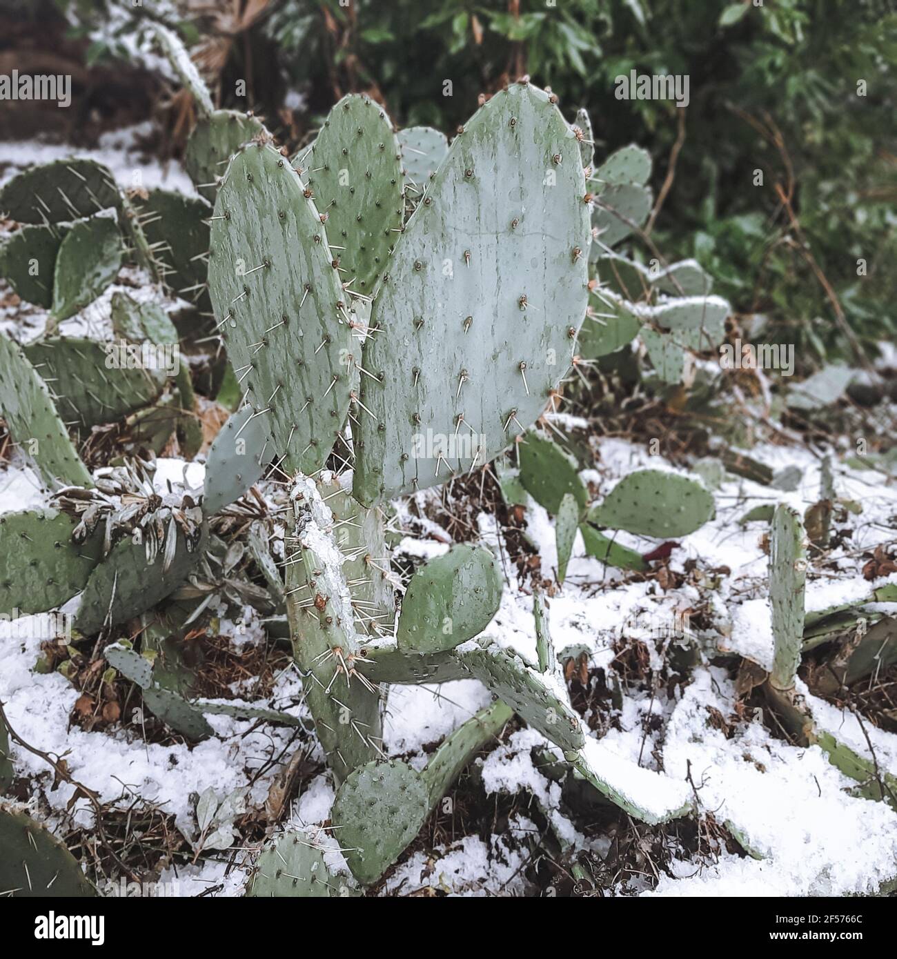 Cactus verde spinoso su terreno con foglie secche e rami ricoperti di neve. Foto Stock