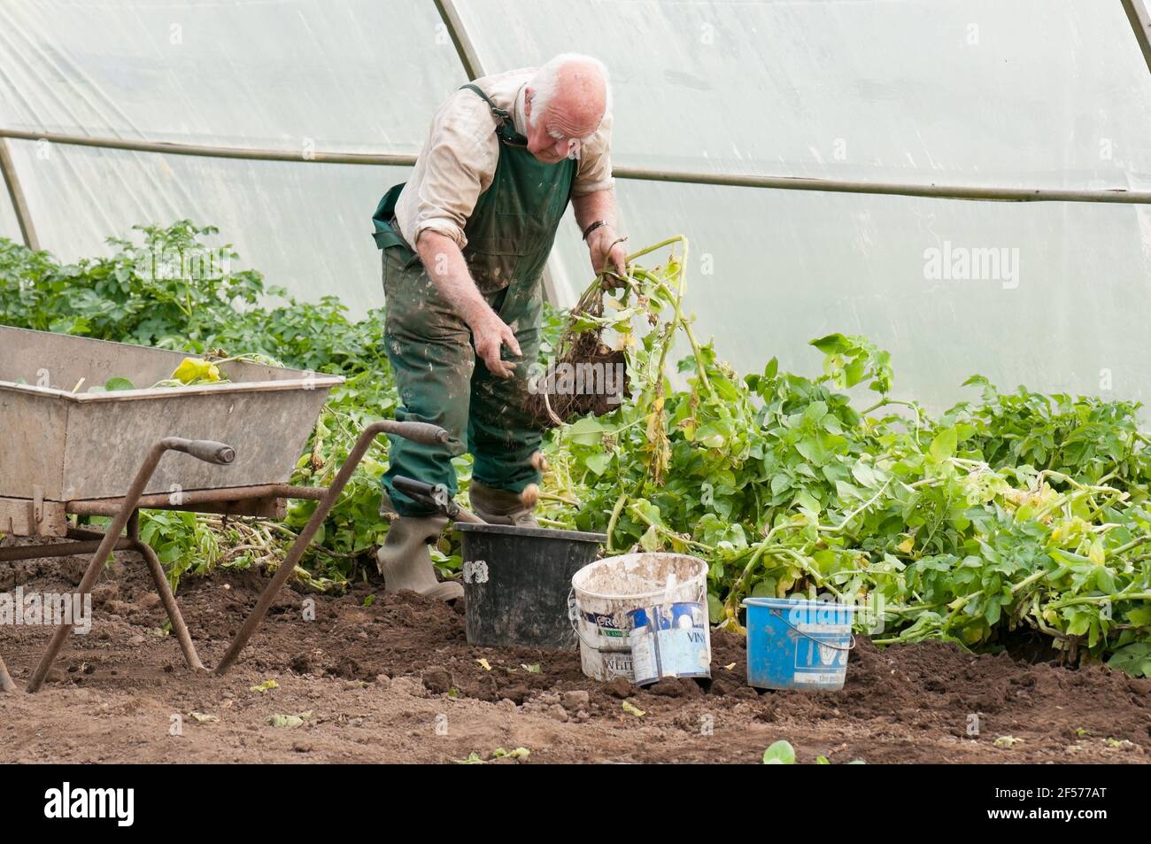 David Helme, sempre attivo e impegnato nel suo ritiro, raccogliendo patate nei suoi tunnel per il mercato in Scozia, Regno Unito. Foto Stock