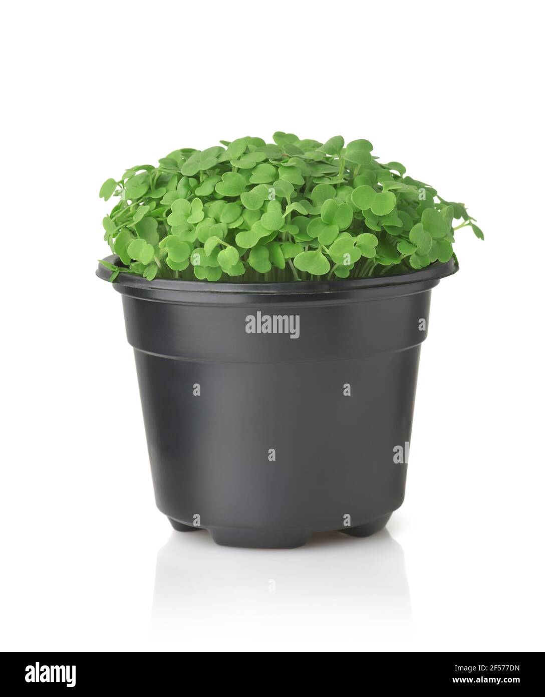 Vista frontale del microsverde fresco in vaso di plastica nero isolato su bianco Foto Stock