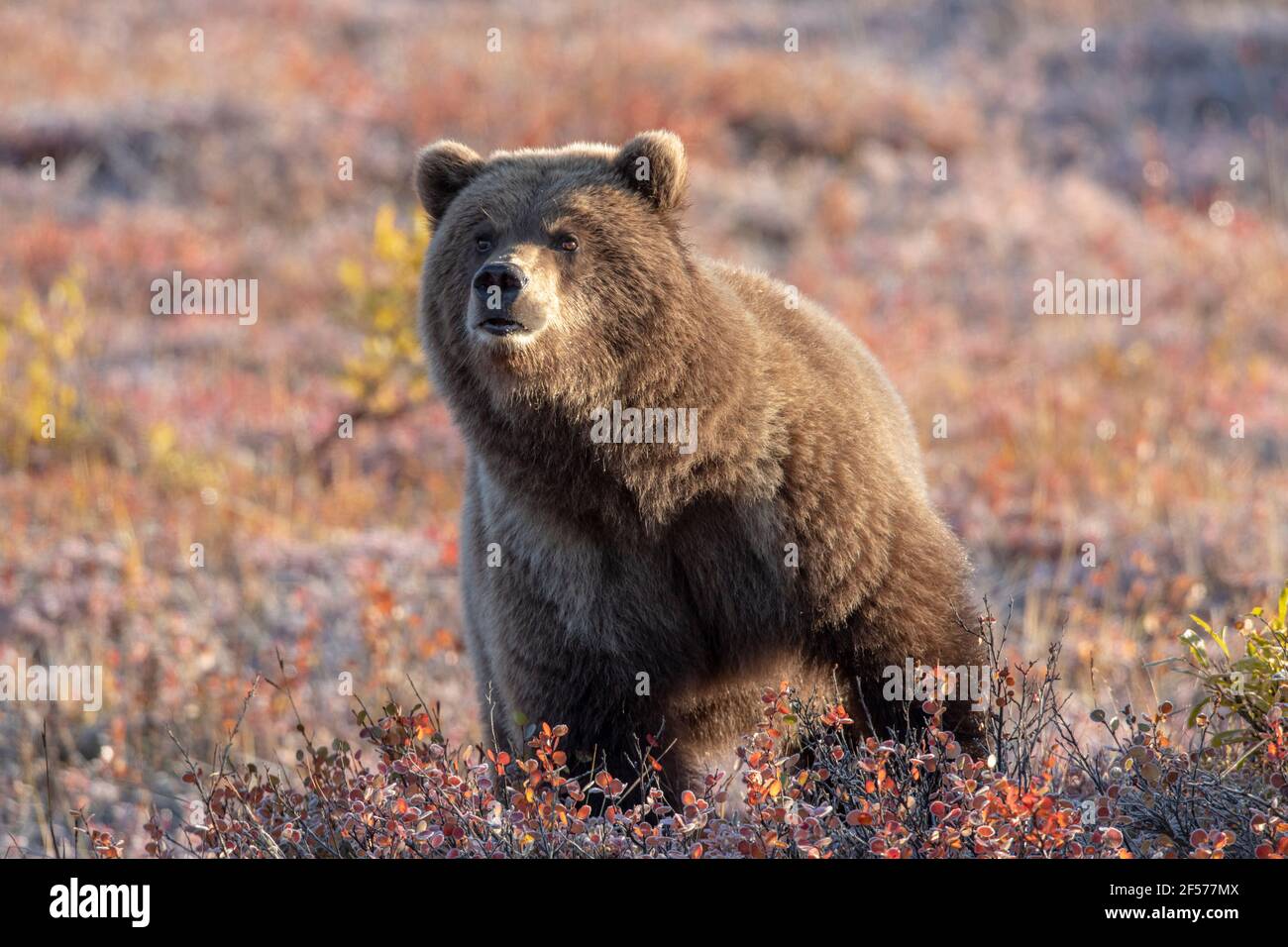 Orso grizzly in habitat Foto Stock