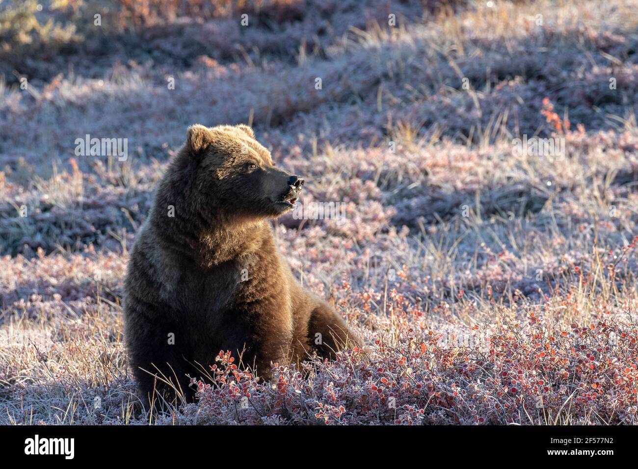 Orso grizzly in habitat Foto Stock