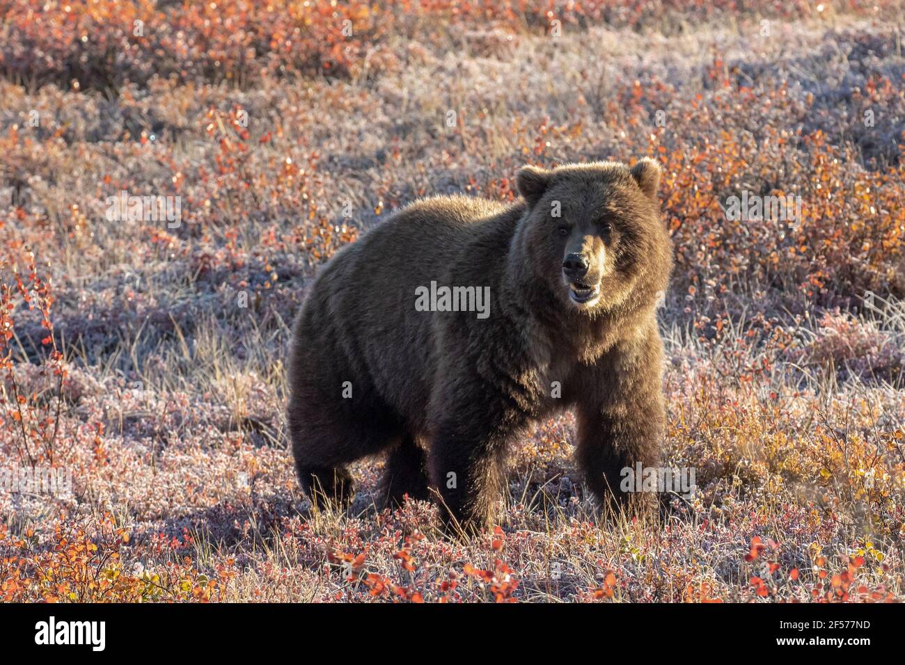 Orso grizzly in habitat Foto Stock