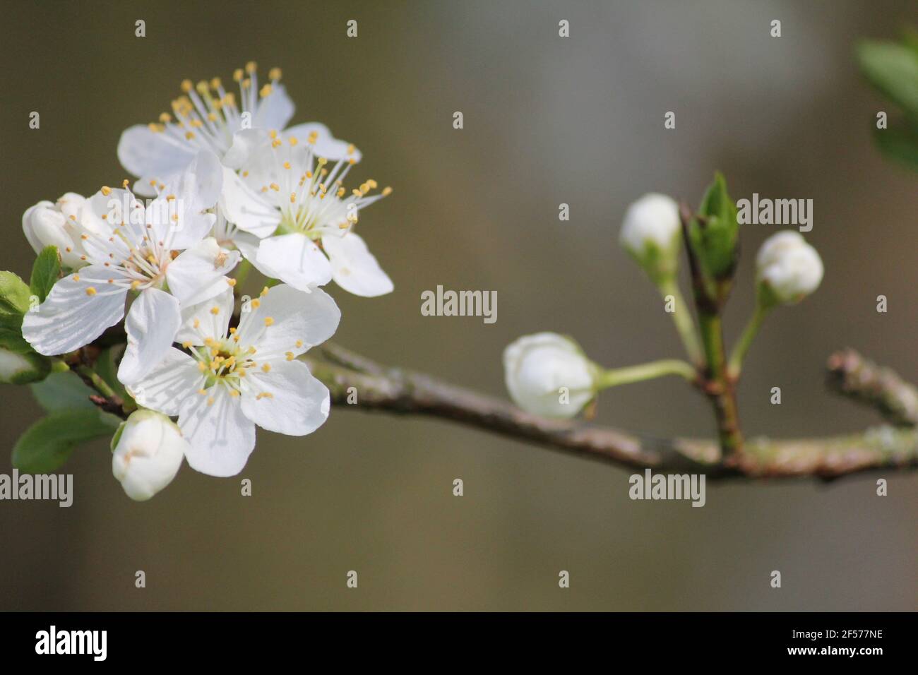 Prunus mahaleb nel parco cittadino Staddijk a Nijmegen, Paesi Bassi Foto Stock