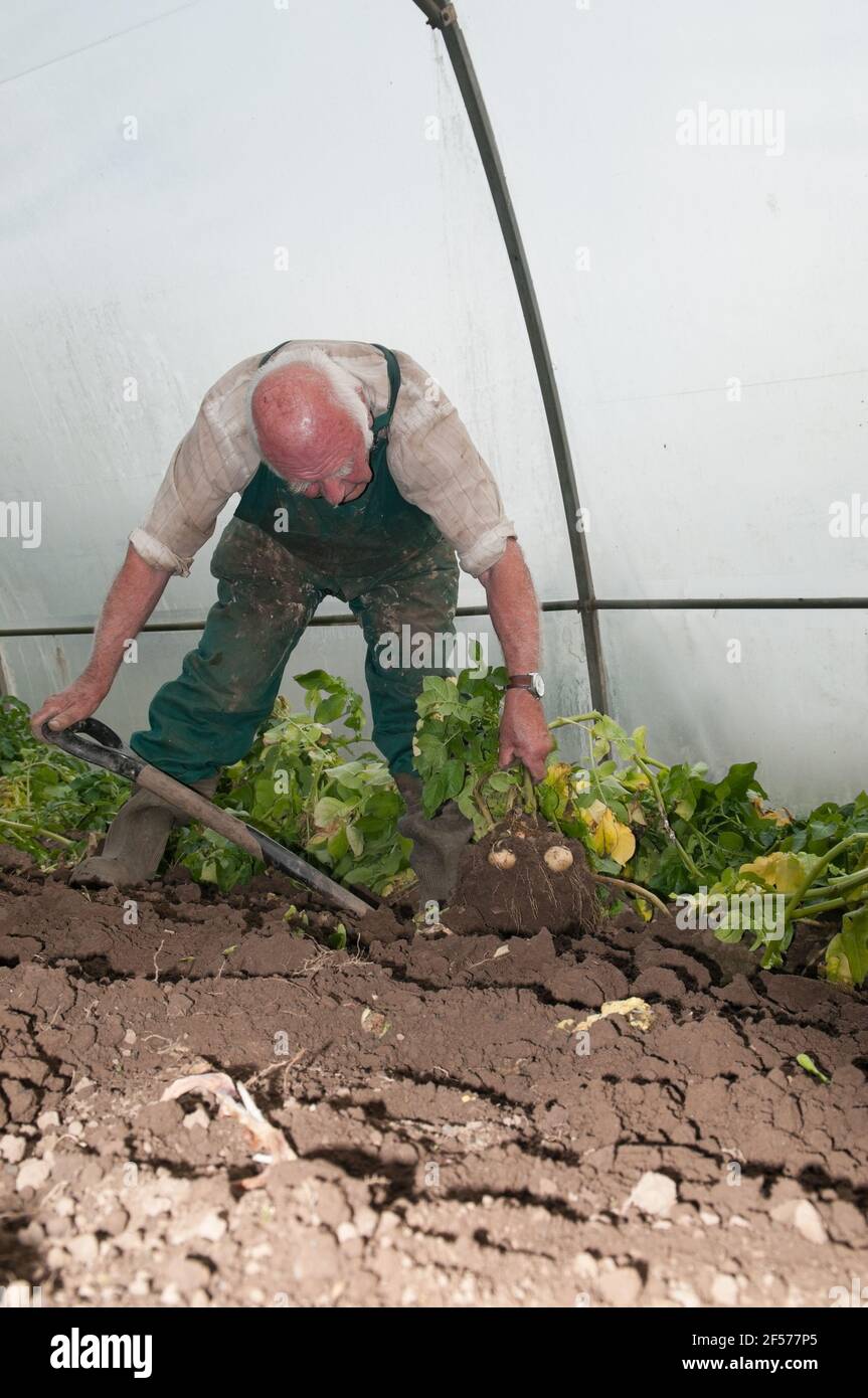 David Helme, sempre attivo e impegnato nel suo ritiro, raccogliendo patate nei suoi tunnel per il mercato in Scozia, Regno Unito. Foto Stock