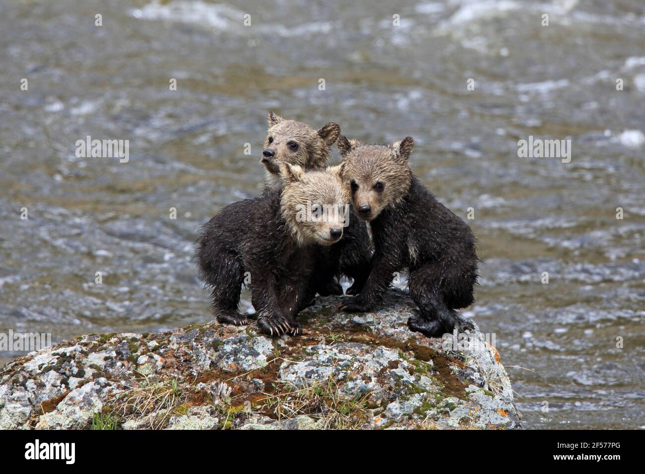 Tre cuccioli grizzly in piedi su una roccia in un fiume Foto Stock