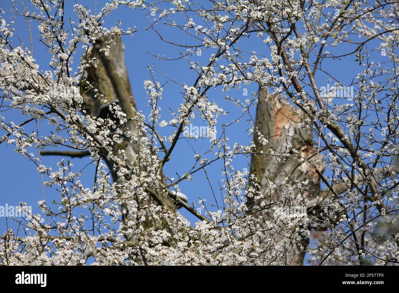 Prunus mahaleb nel parco cittadino Staddijk a Nijmegen, Paesi Bassi Foto Stock