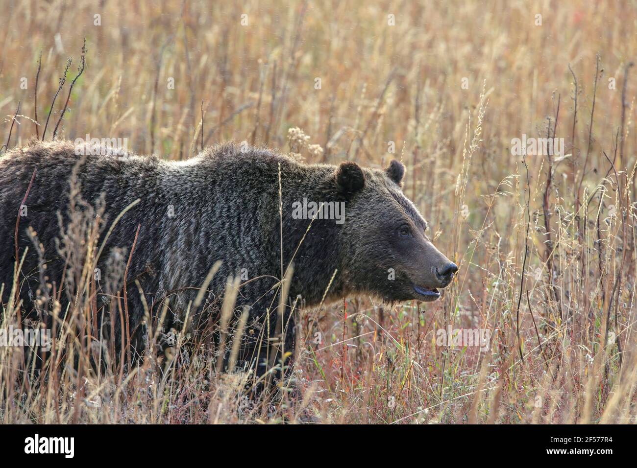 Orso grizzly in habitat autunnale Foto Stock