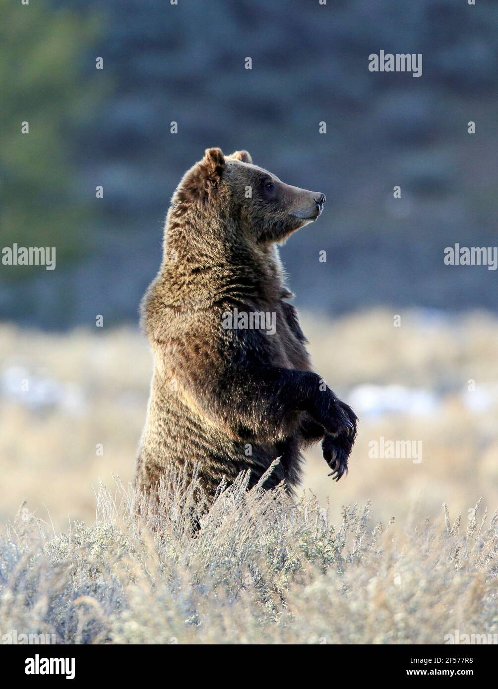 Grizzly orso in habitat in piedi Foto Stock